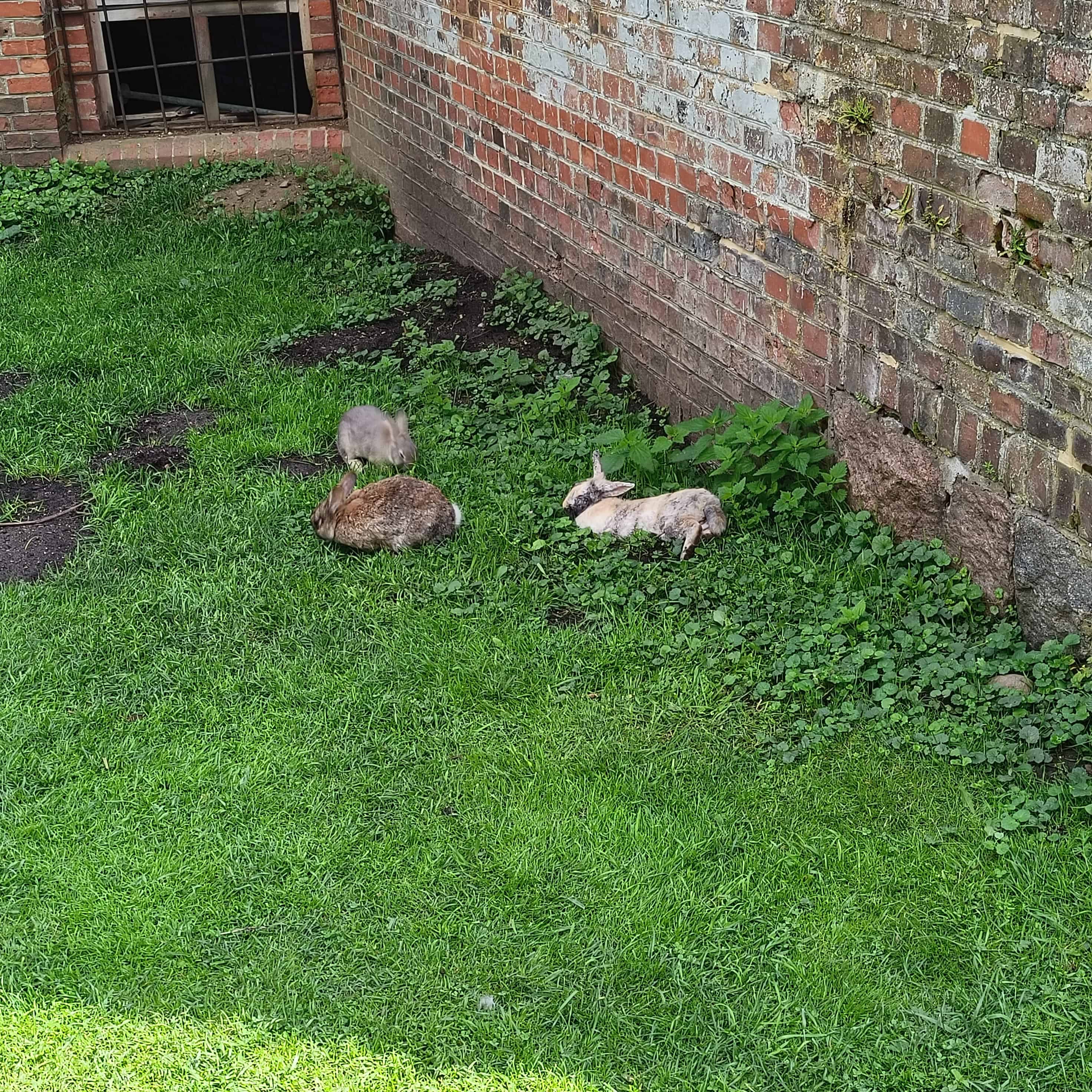 rabbits-1.jpg
