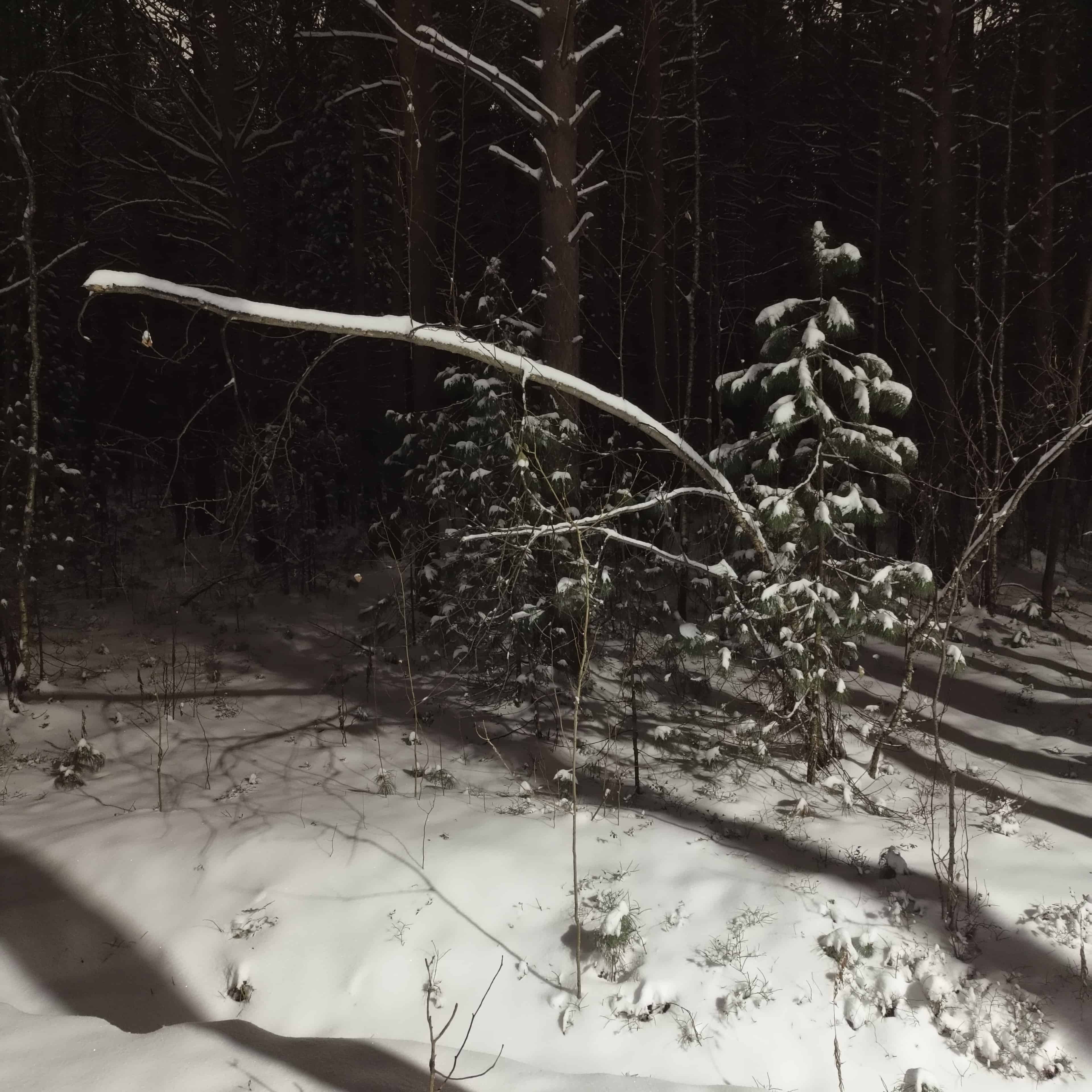 snowy-park-3.jpg