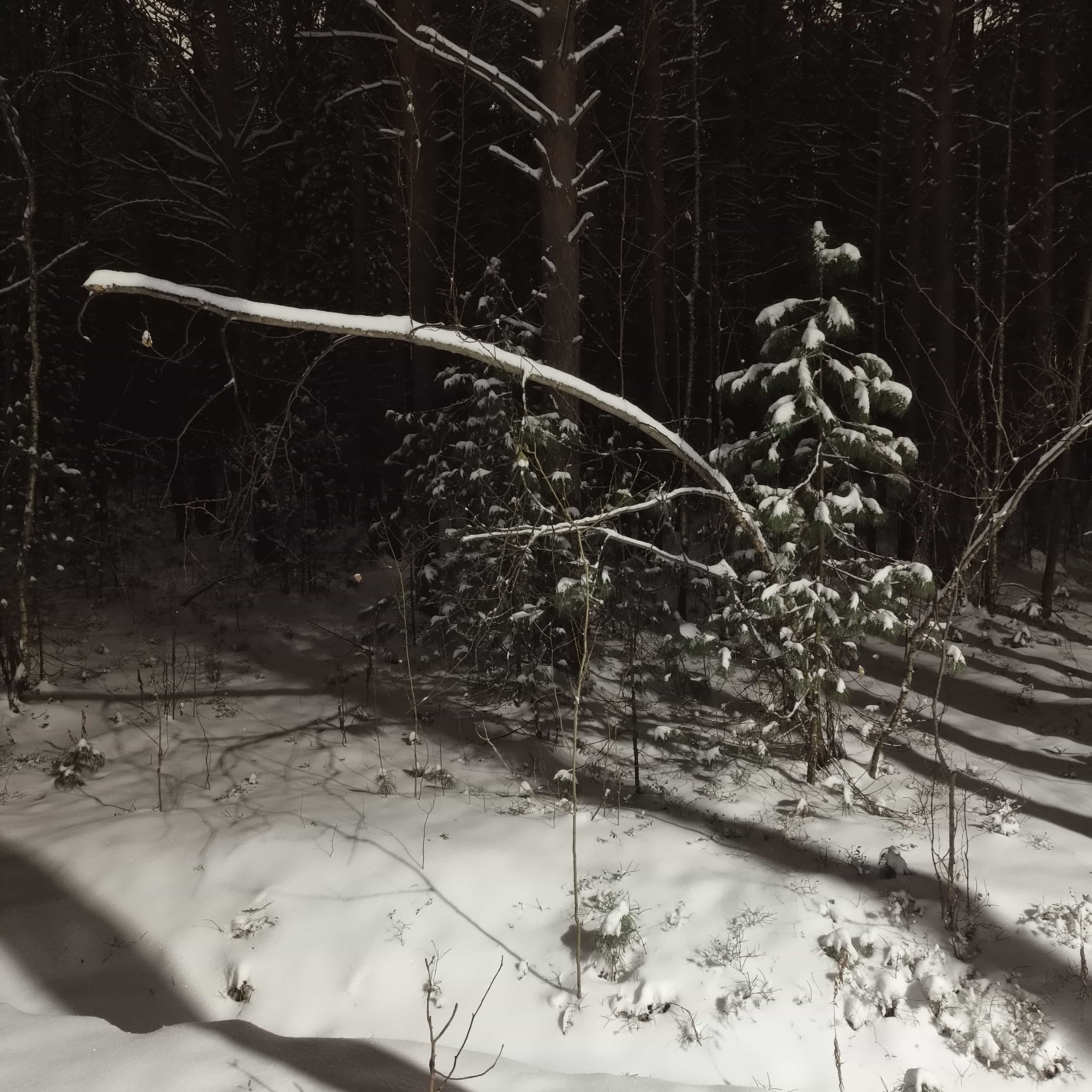 snowy-park-3.jpg