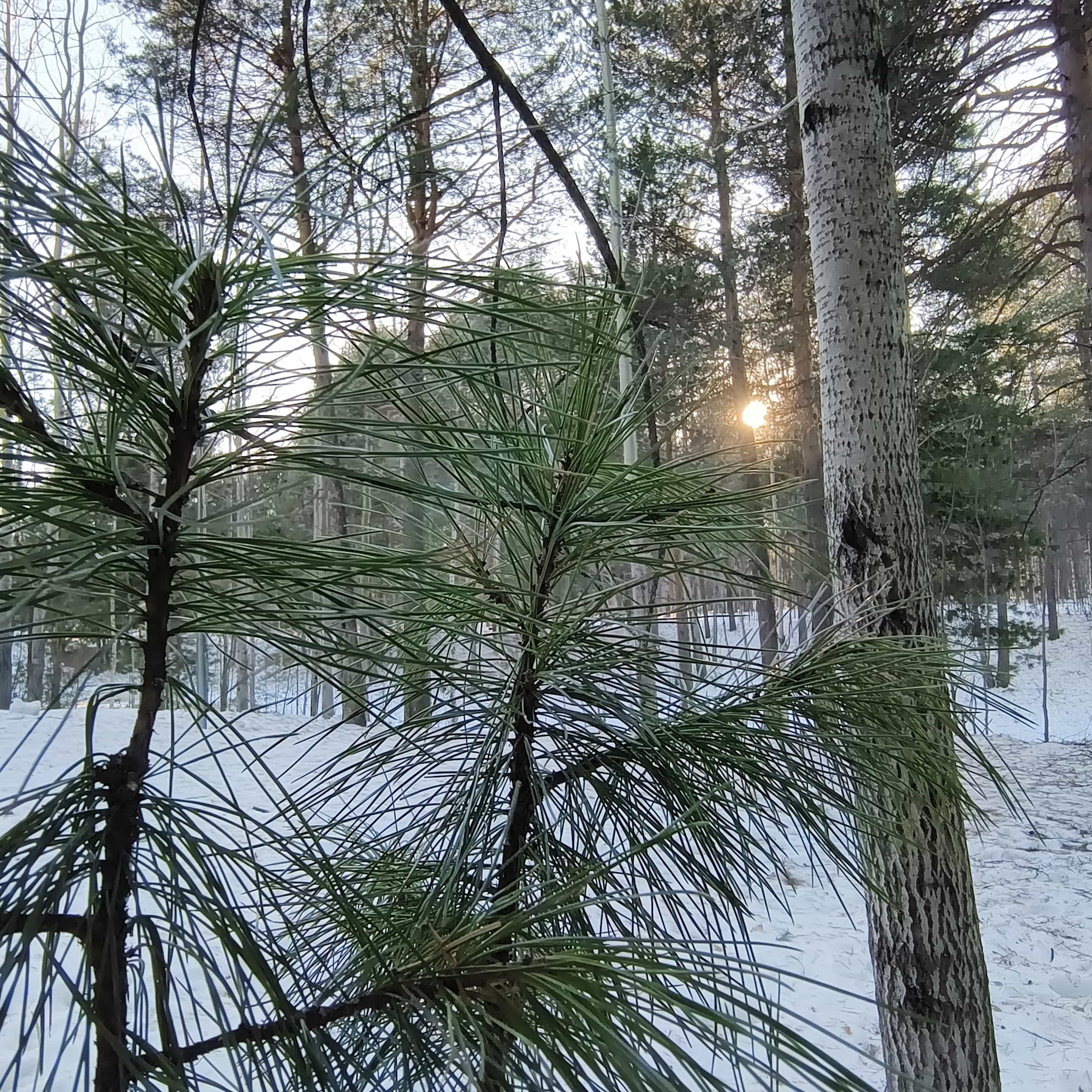 Photo from Surgut: spring 11.