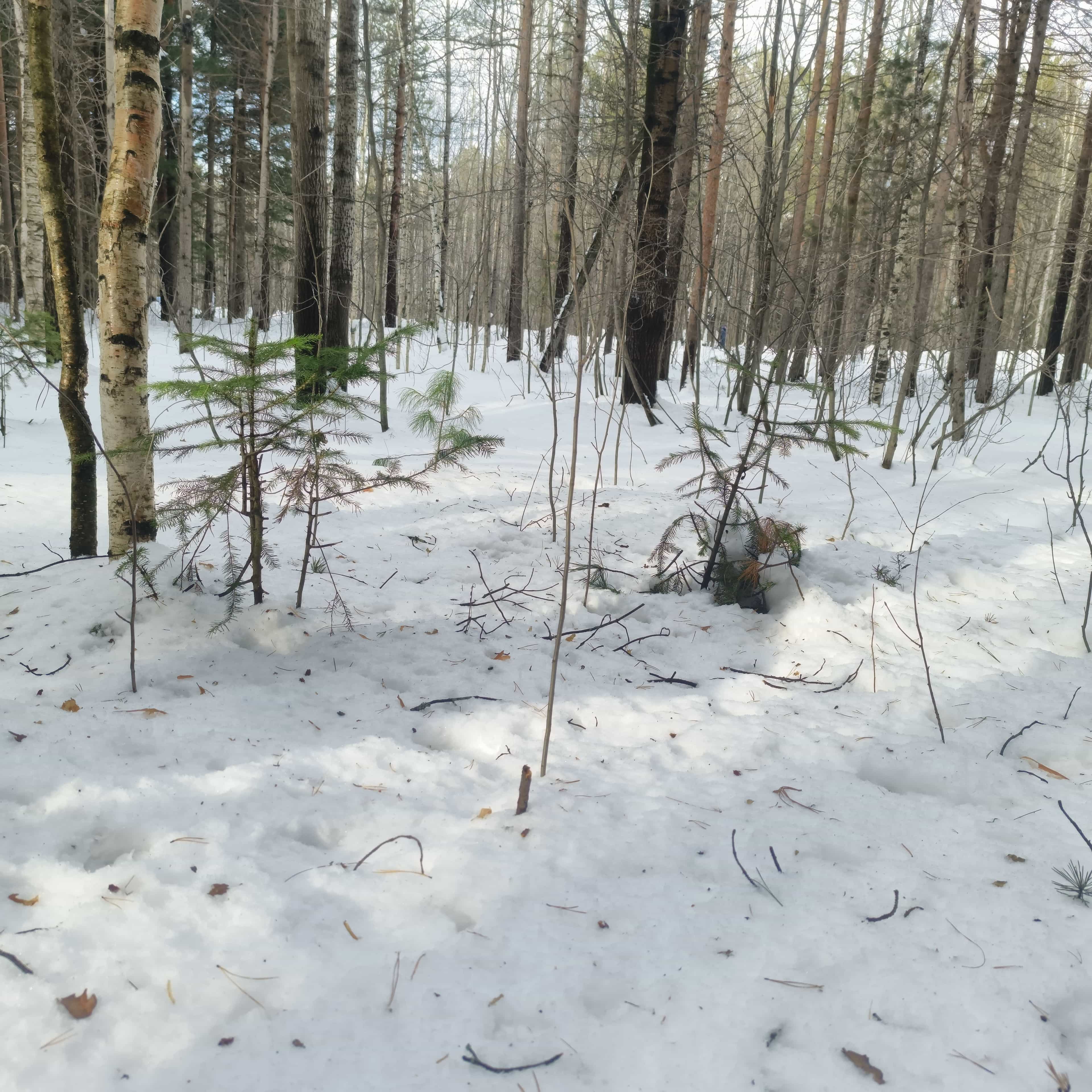 Photo from Surgut: spring 2.