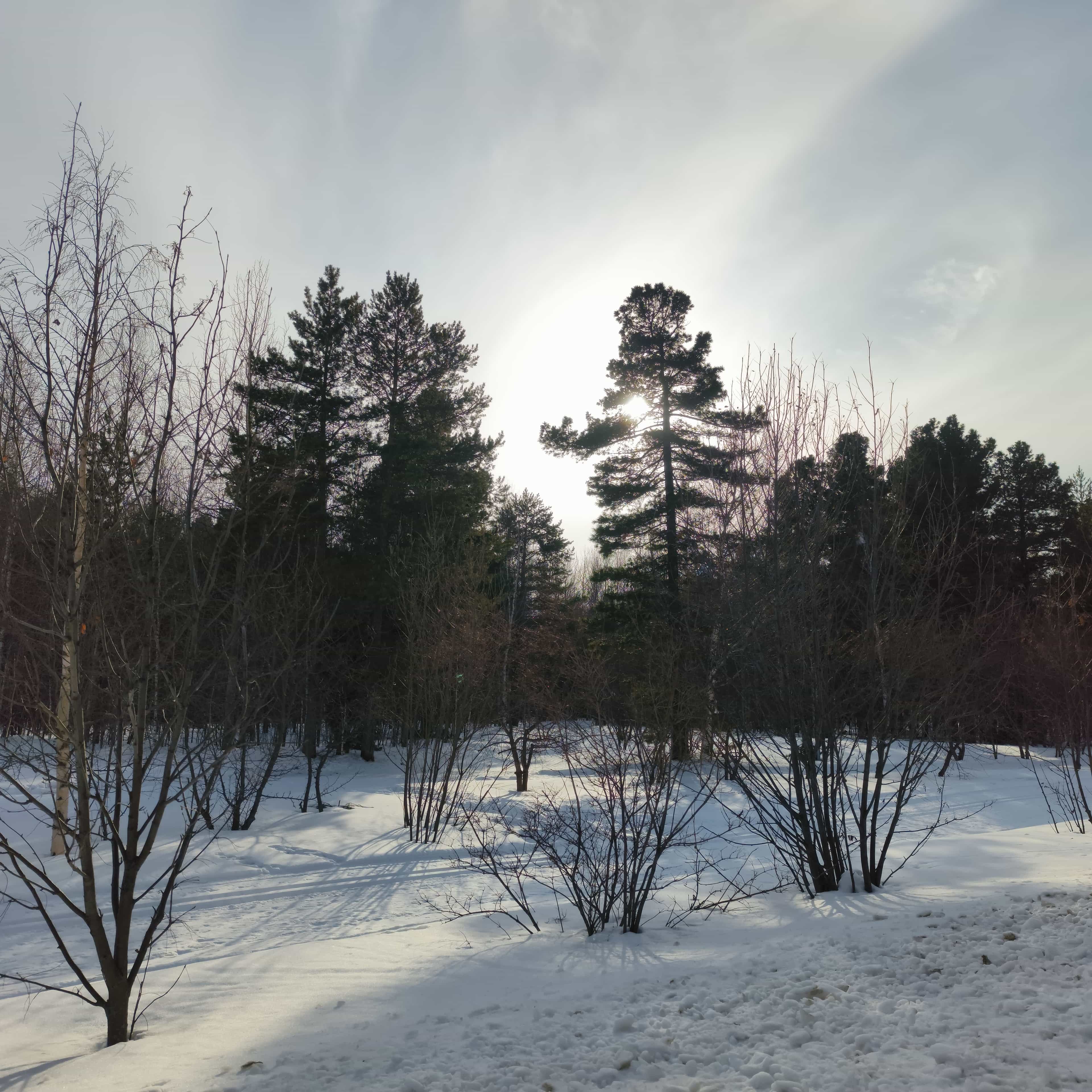 Photo from Surgut: spring 3.