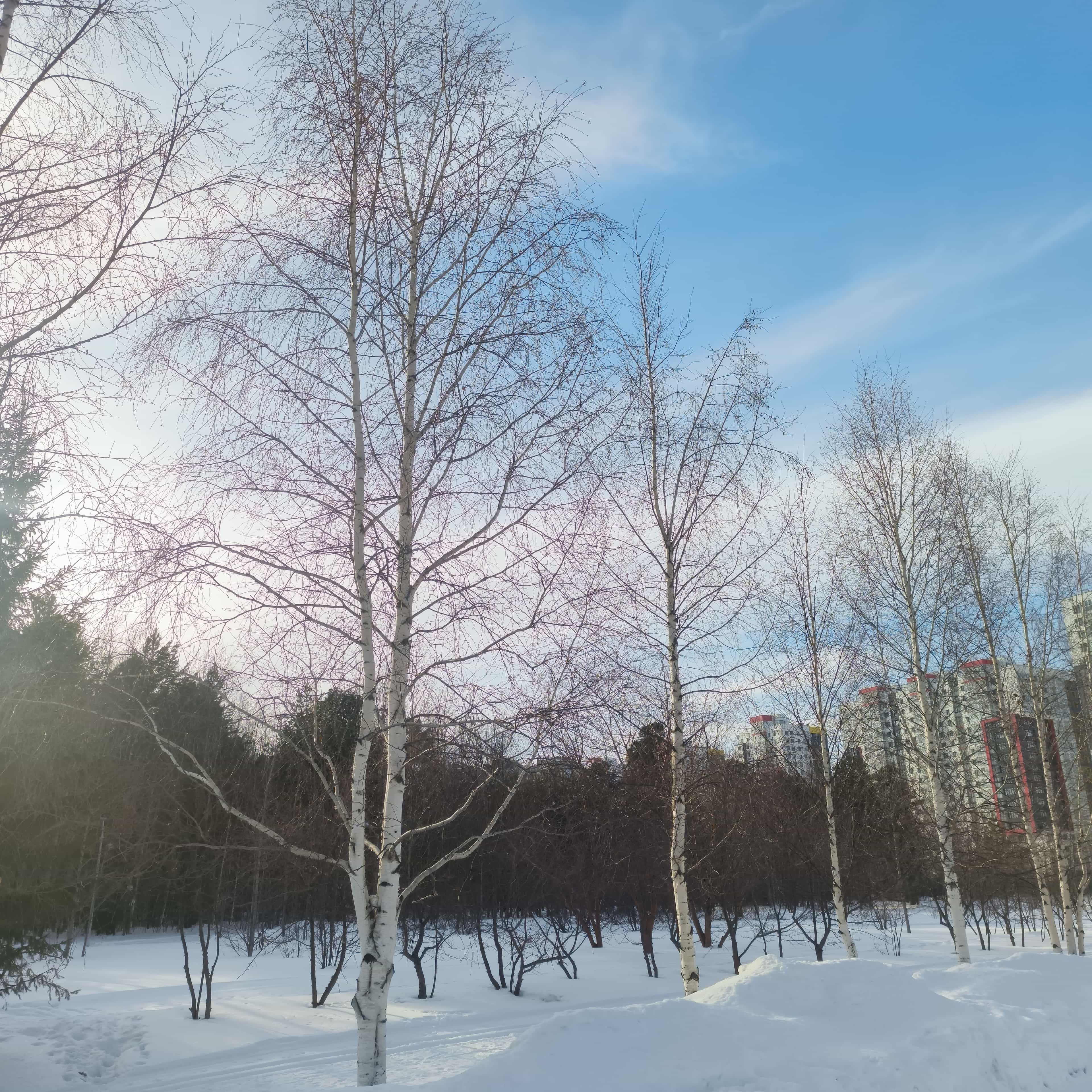 Photo from Surgut: spring 4.