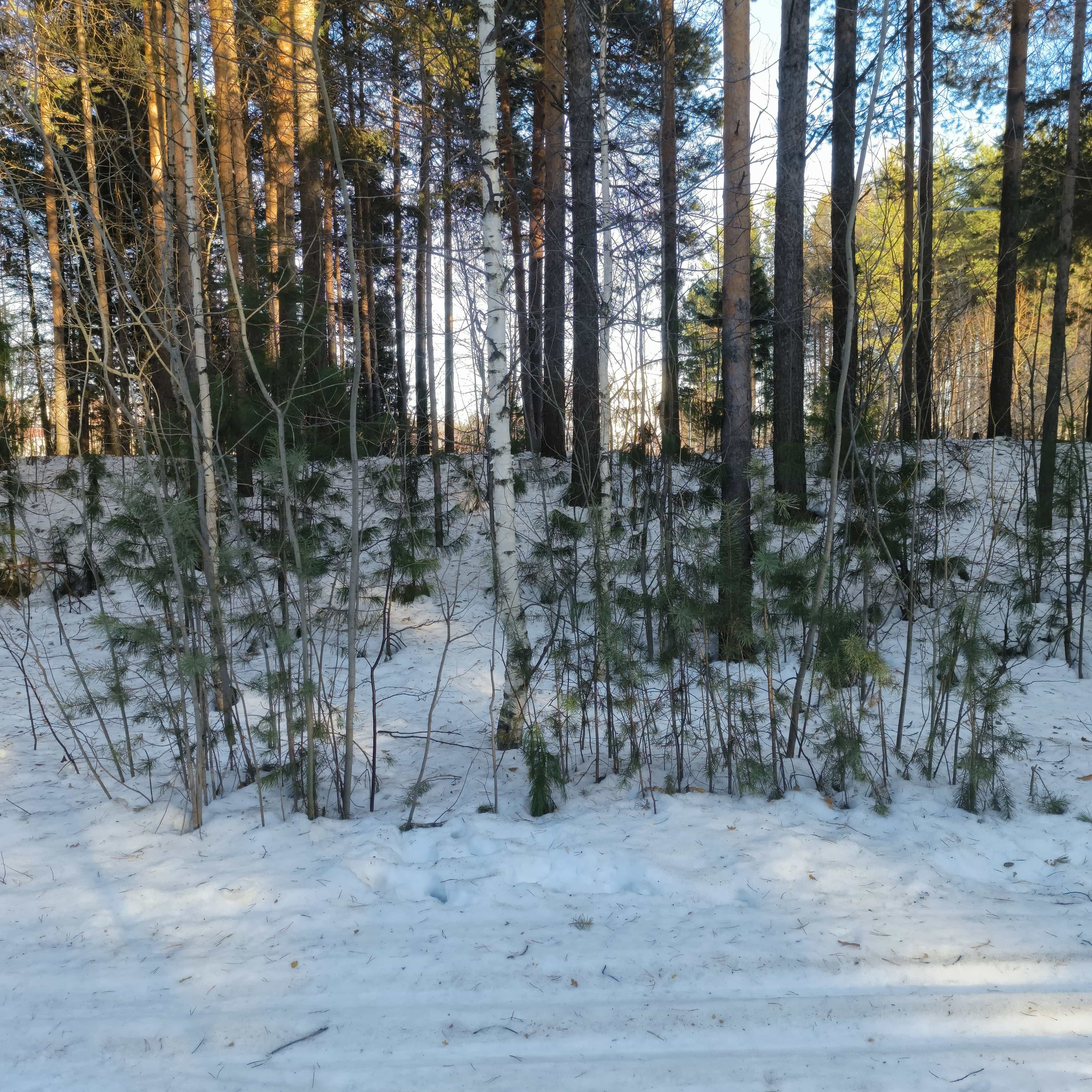 Photo from Surgut: spring 9.