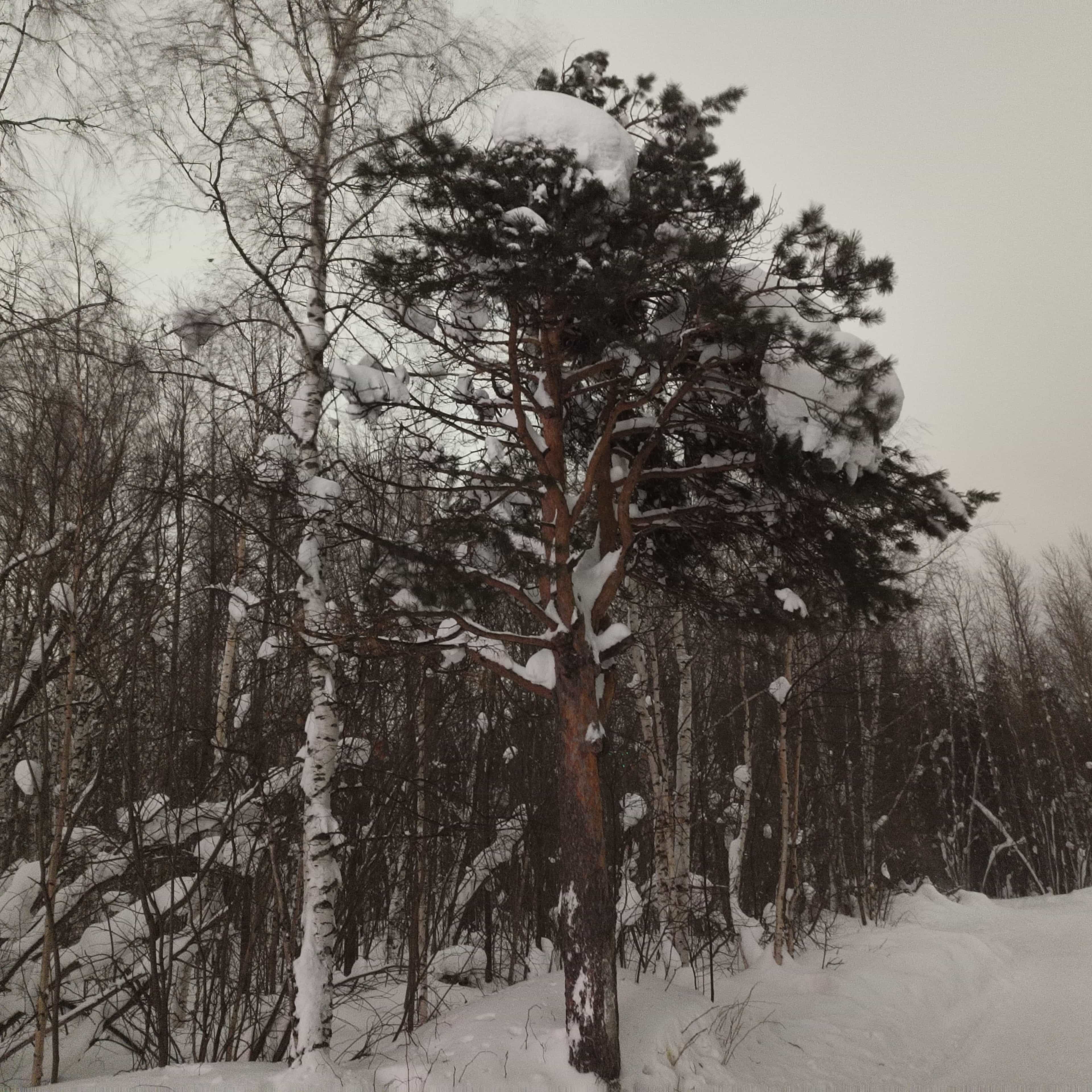 Photo from Surgut: windy 3.