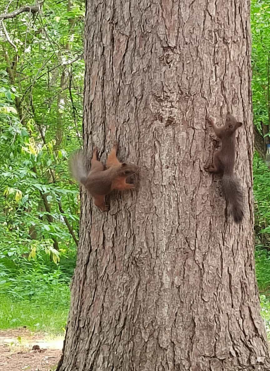 squirrels.jpeg