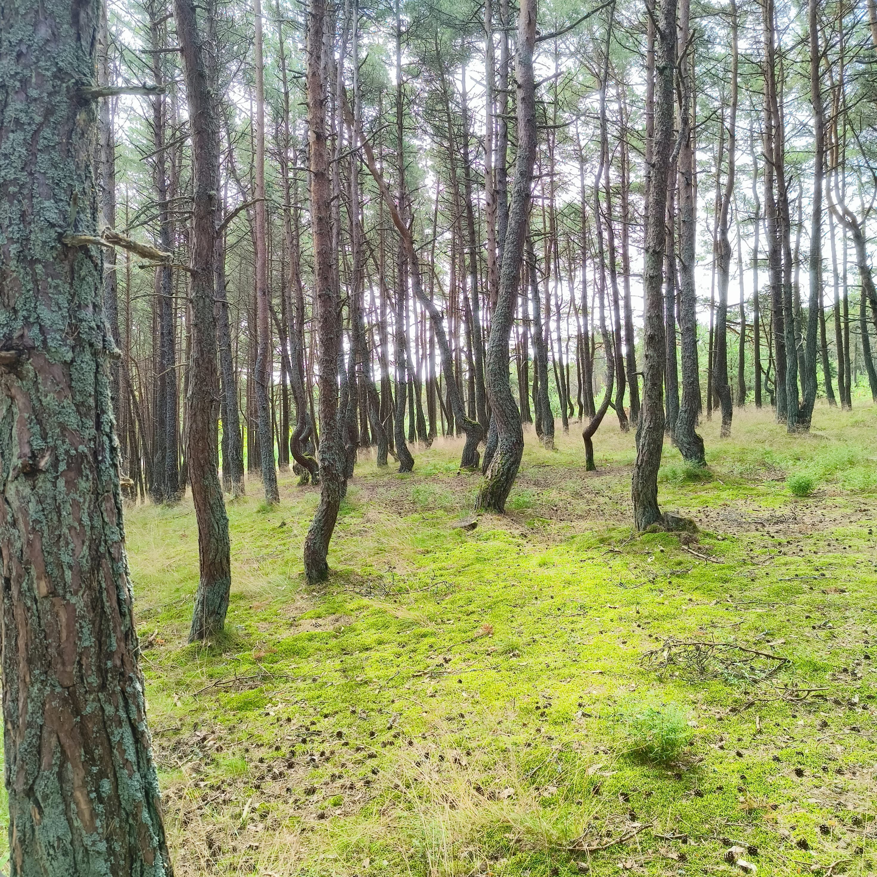 dancing_forest-2.jpg