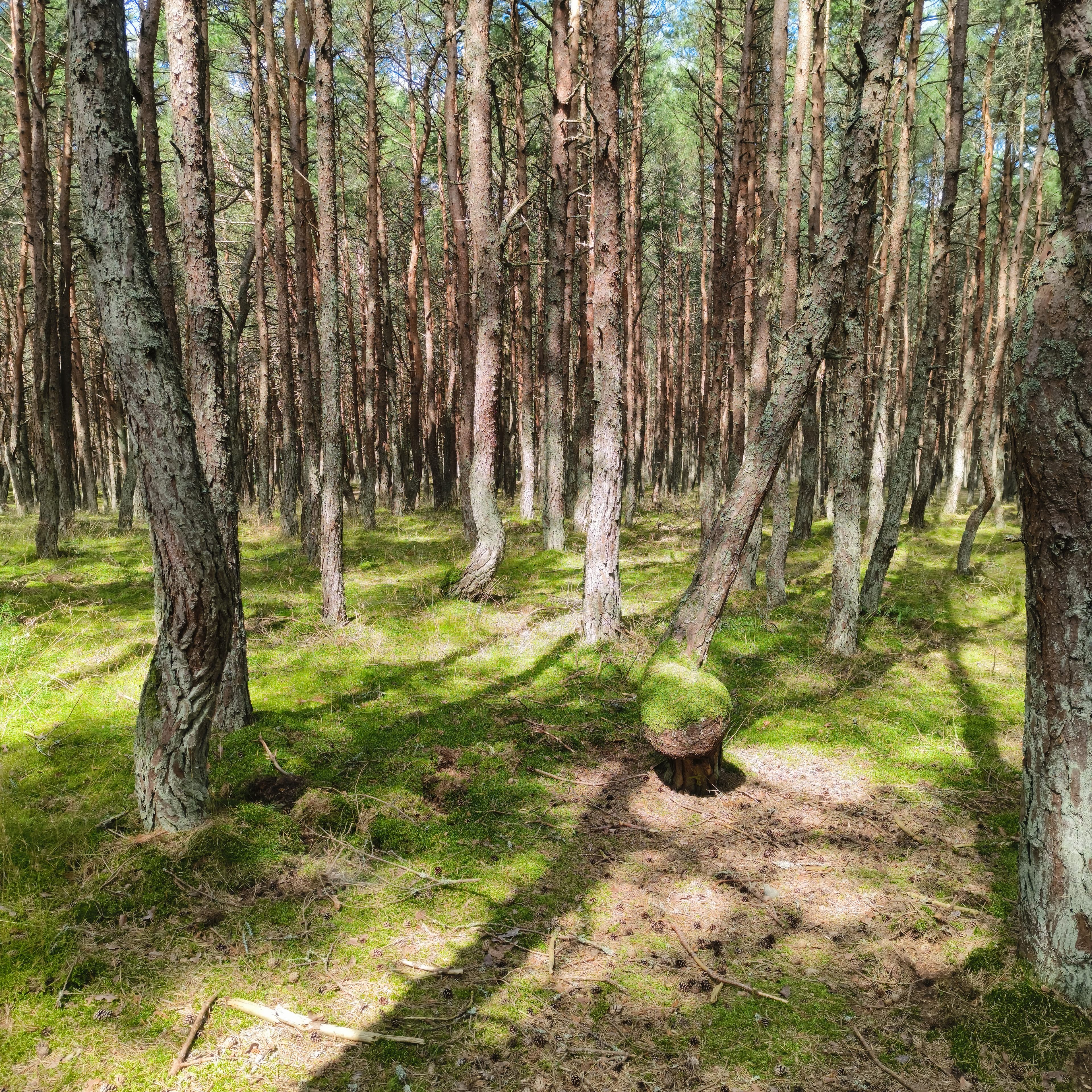 dancing_forest.jpg
