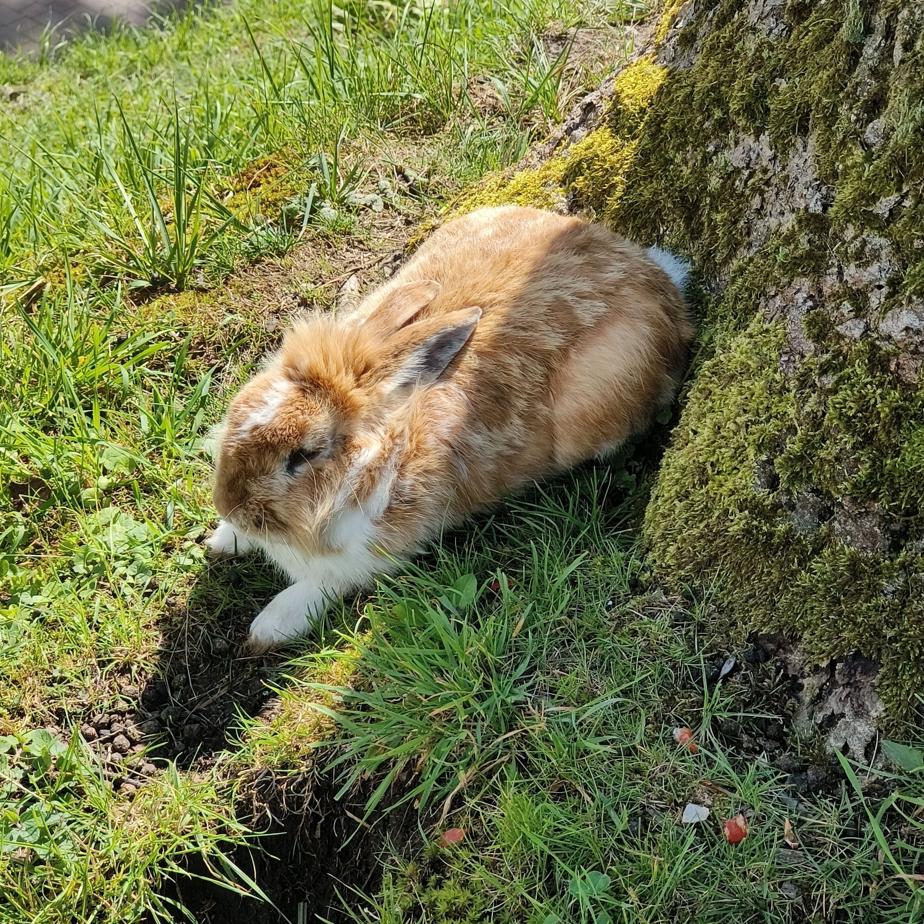 rabbit.jpg