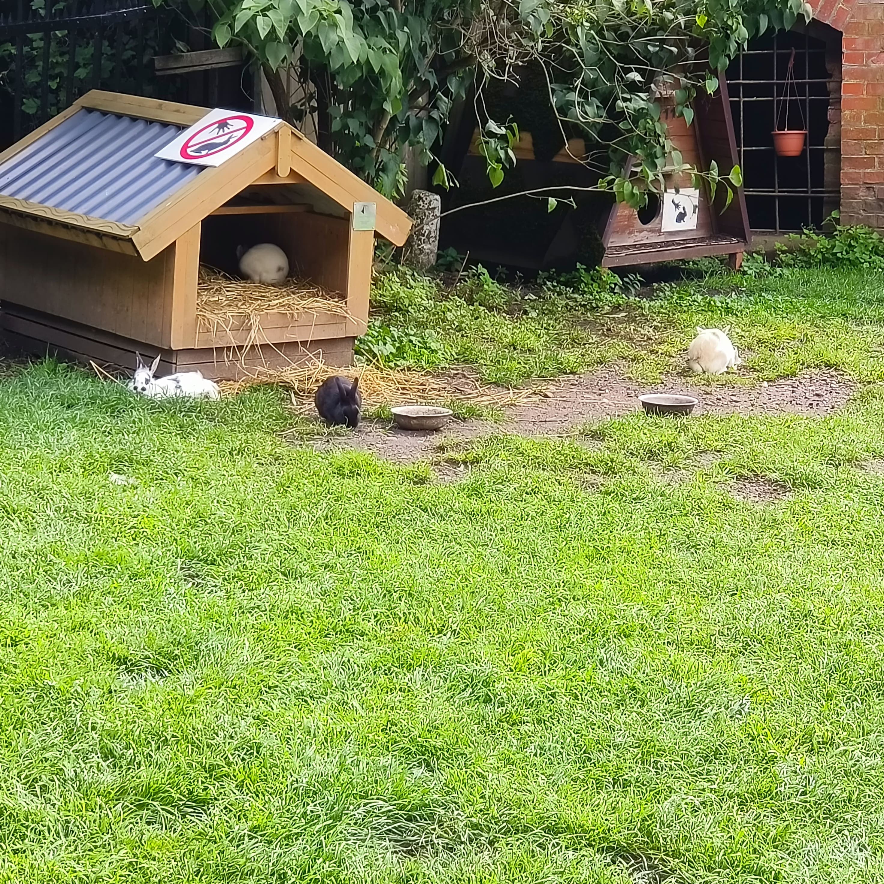 rabbits-3.jpg