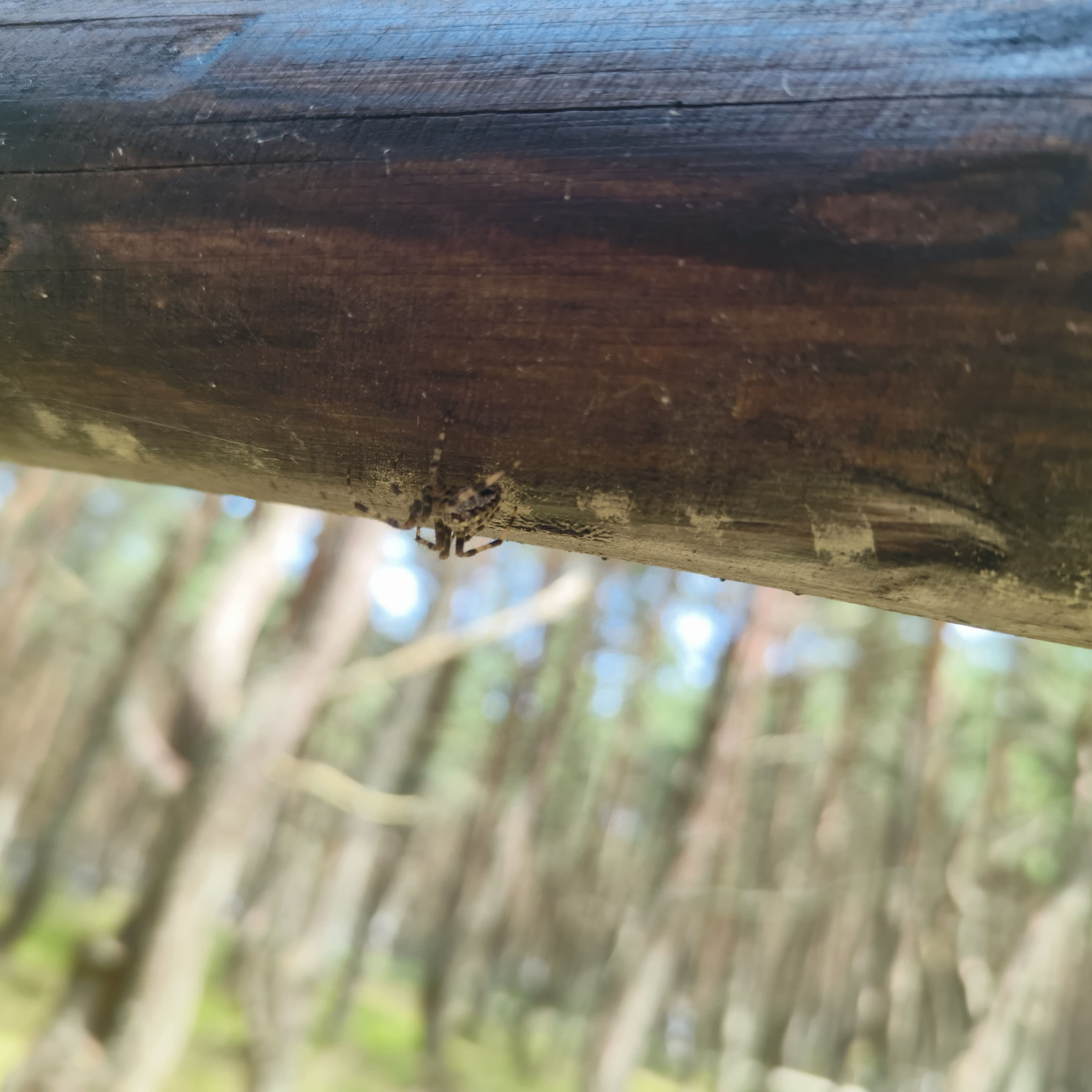 spider.jpg