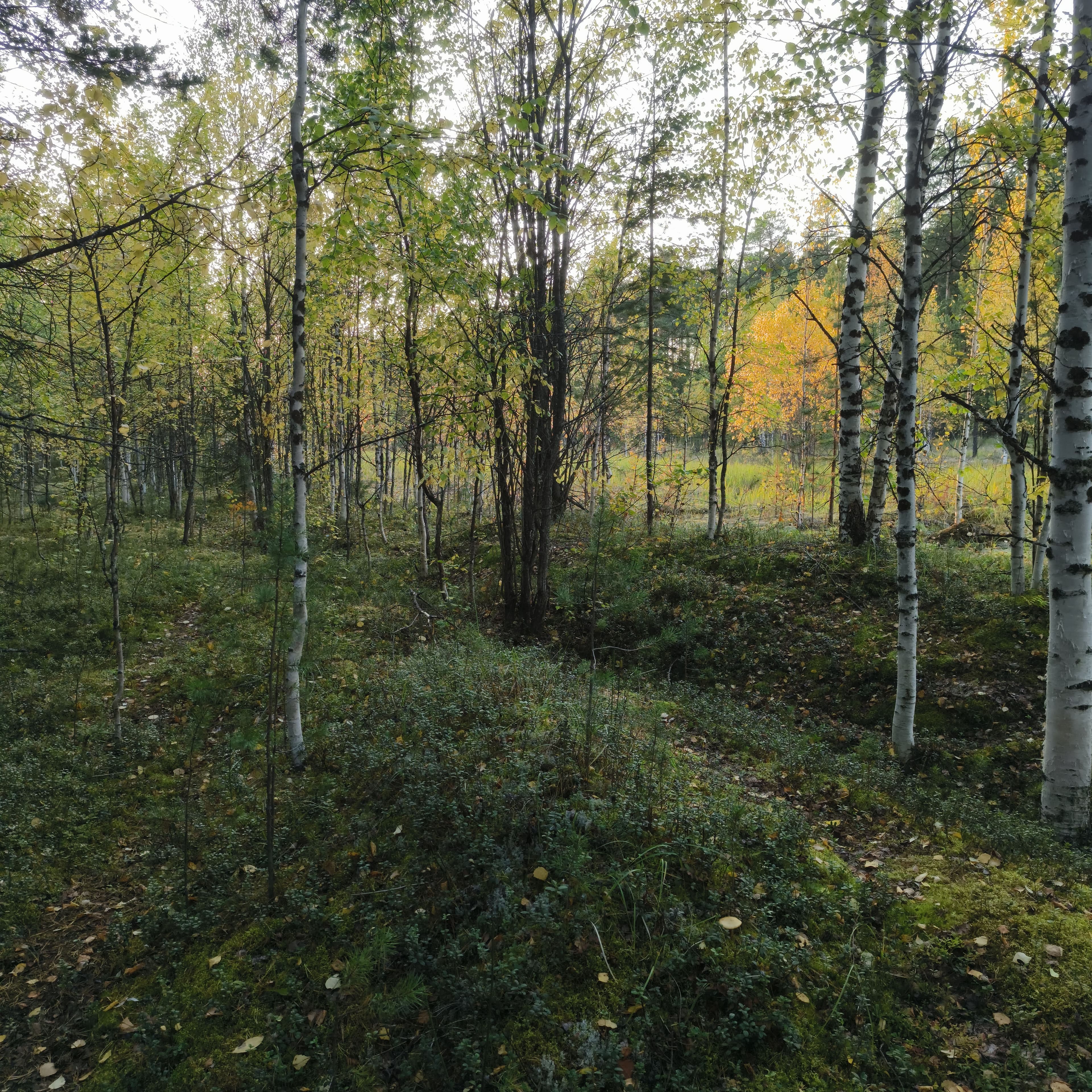 forest-1.jpg