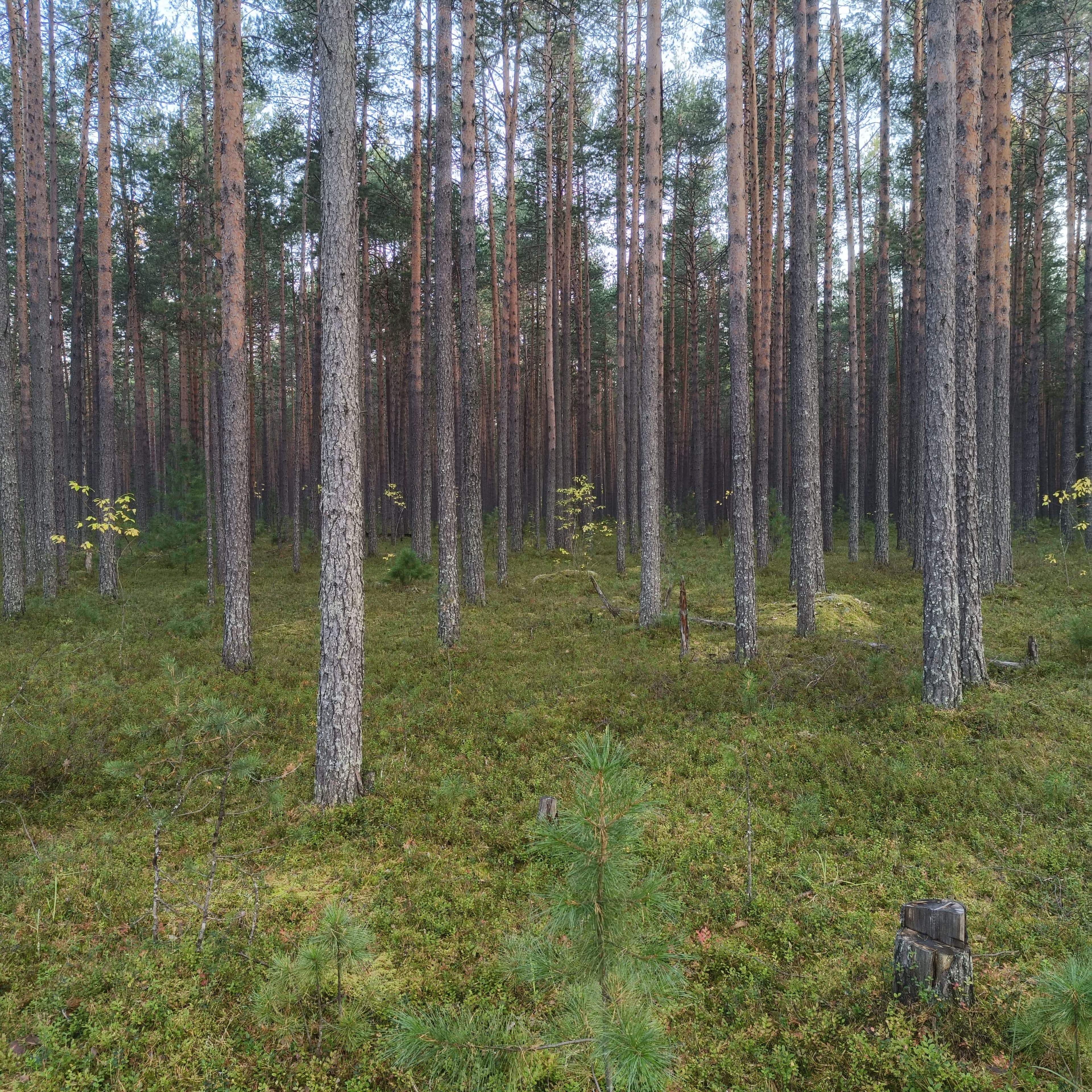 forest-2.jpg