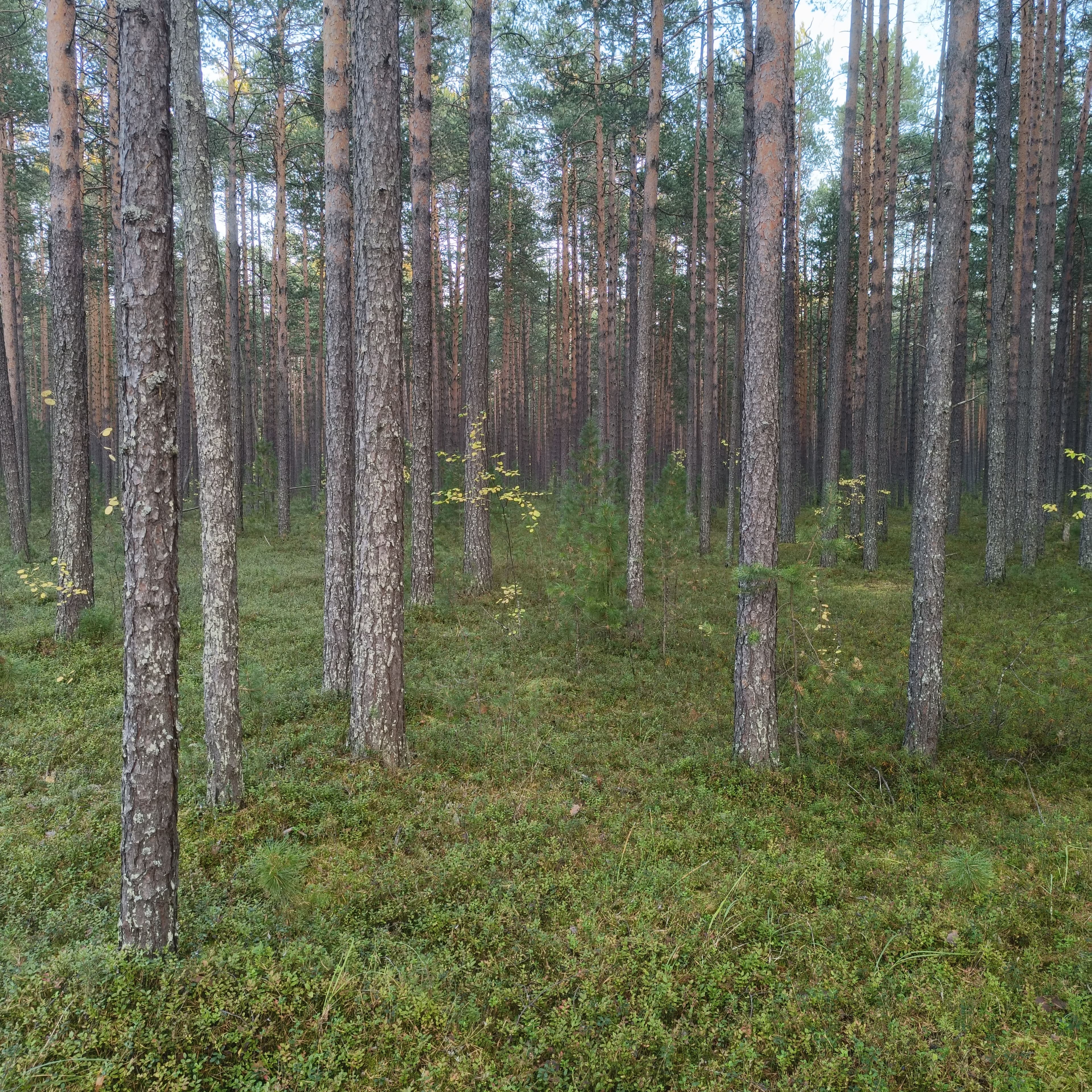 forest-3.jpg