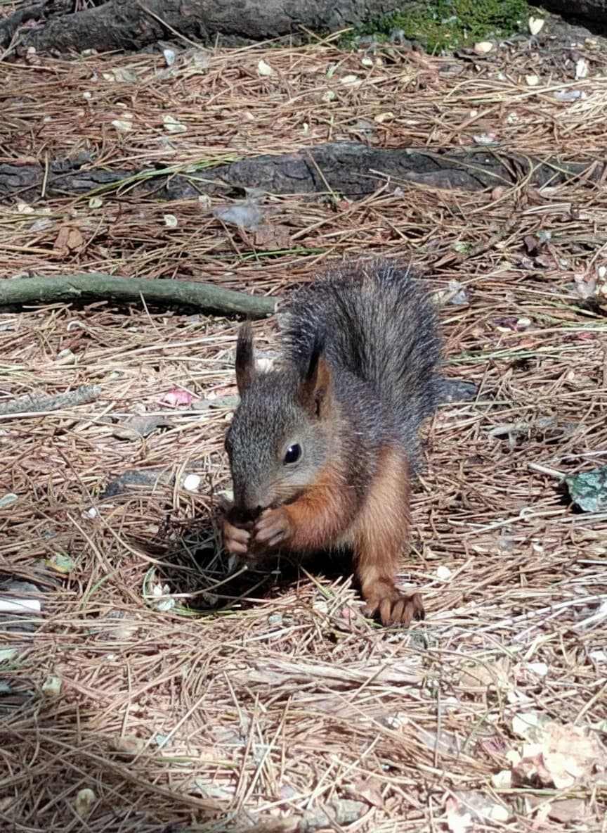 squirrel.jpeg