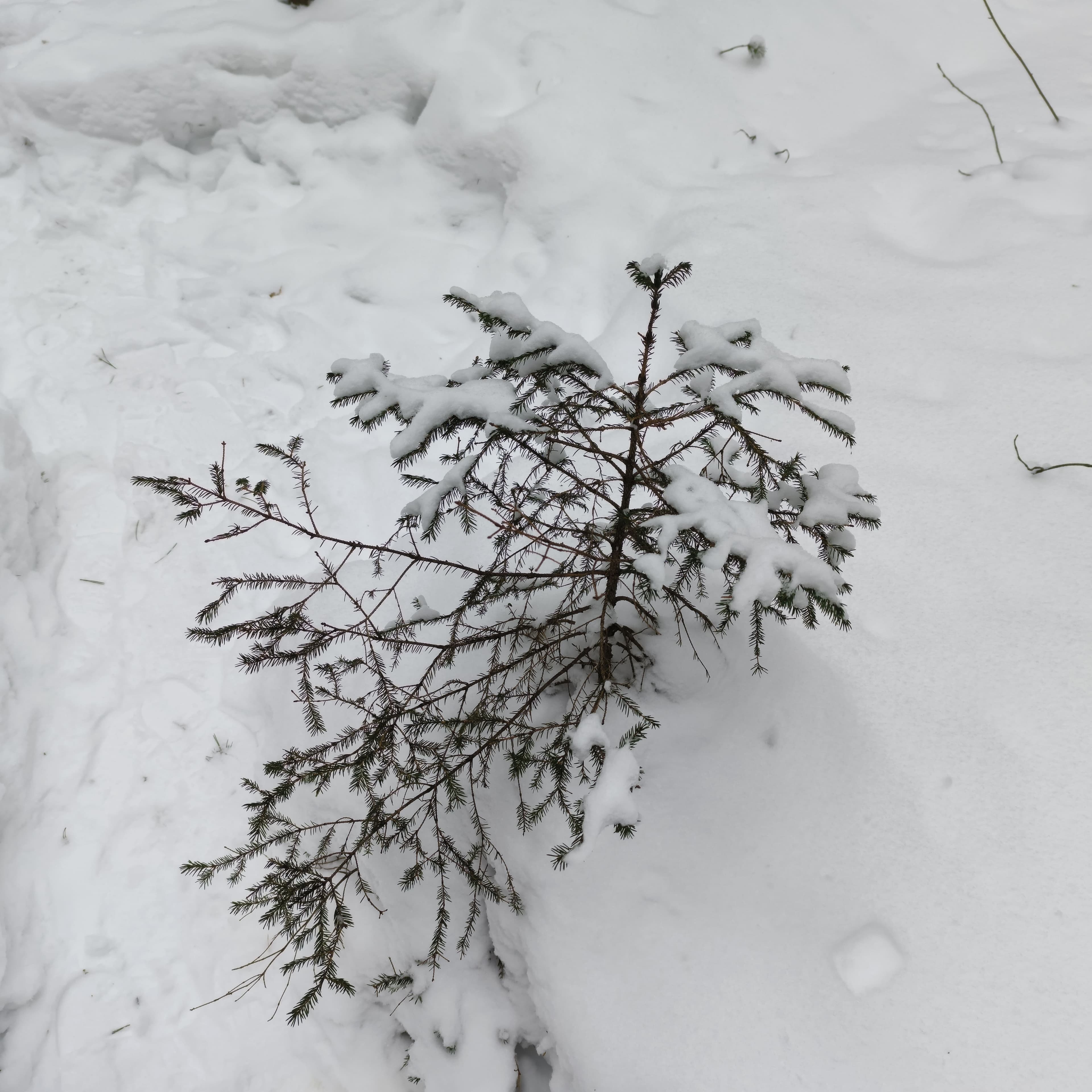 snowy.jpg