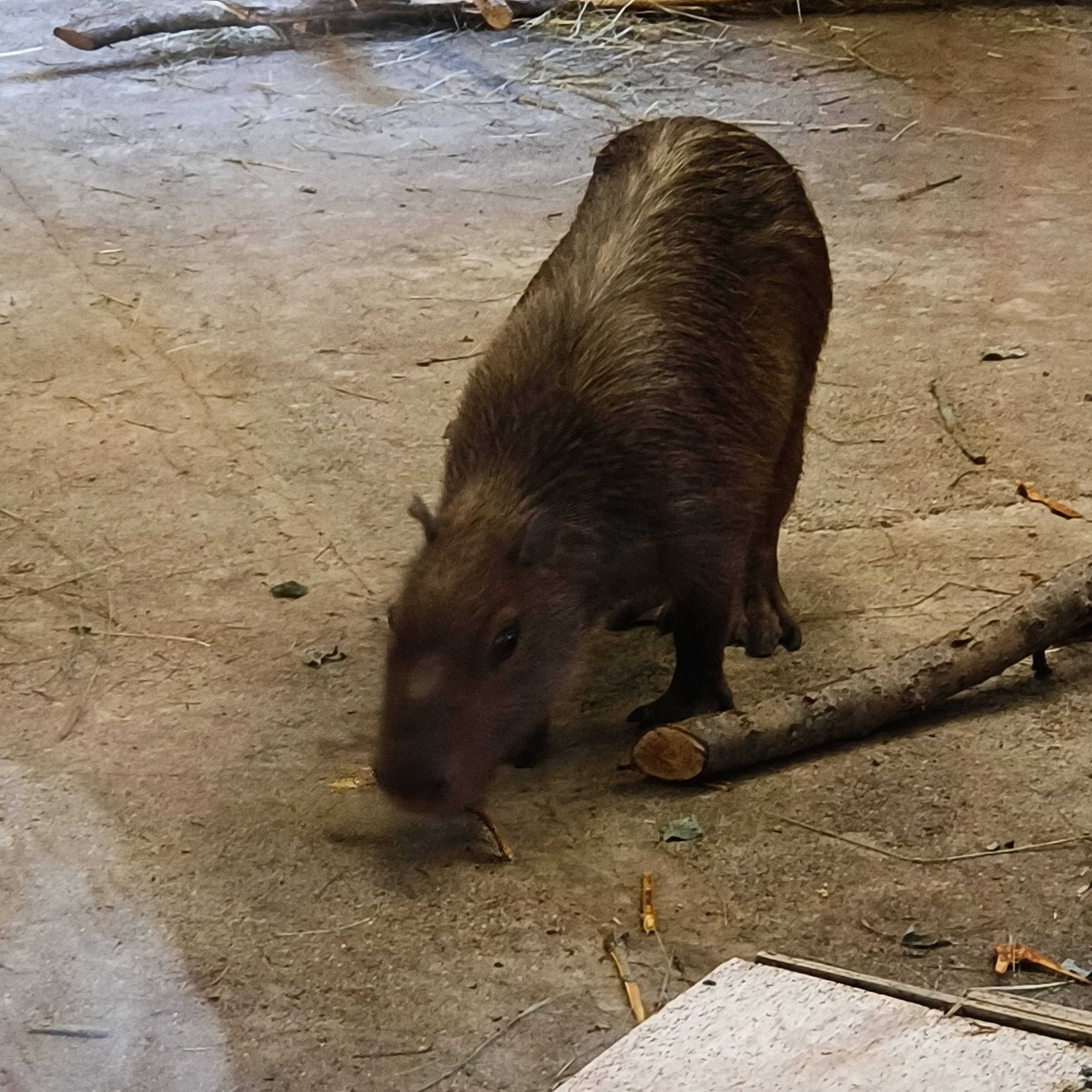 capybara.jpg