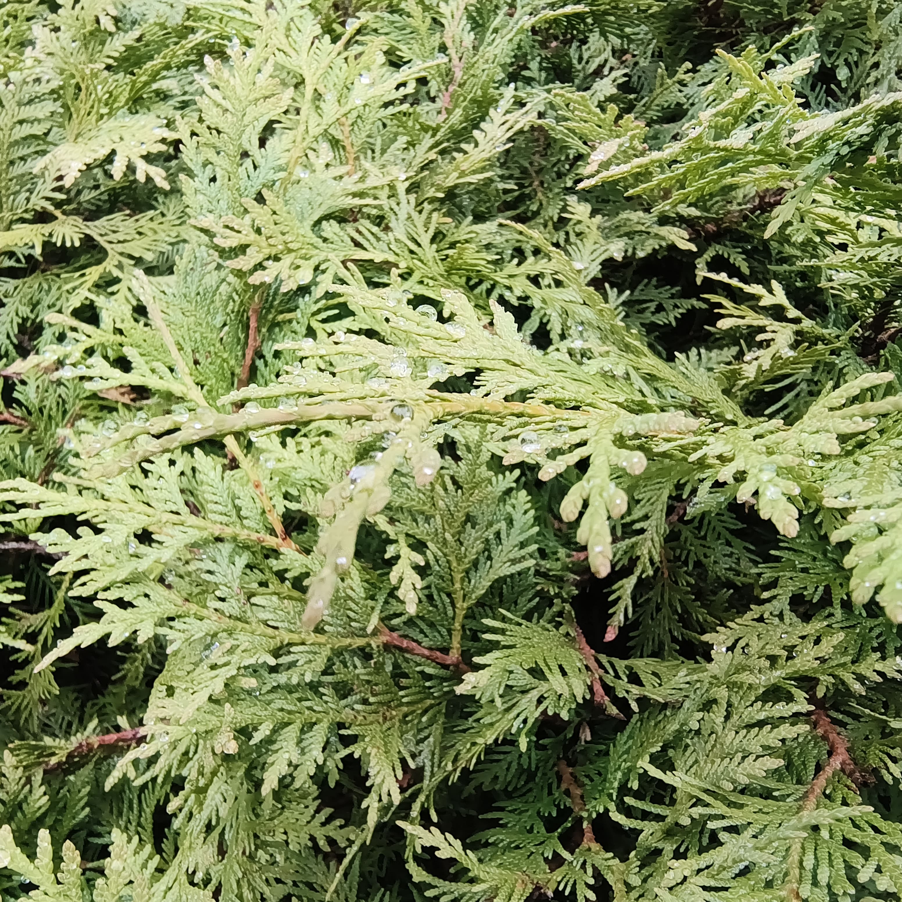 Photo from Moscow: blue spruce.