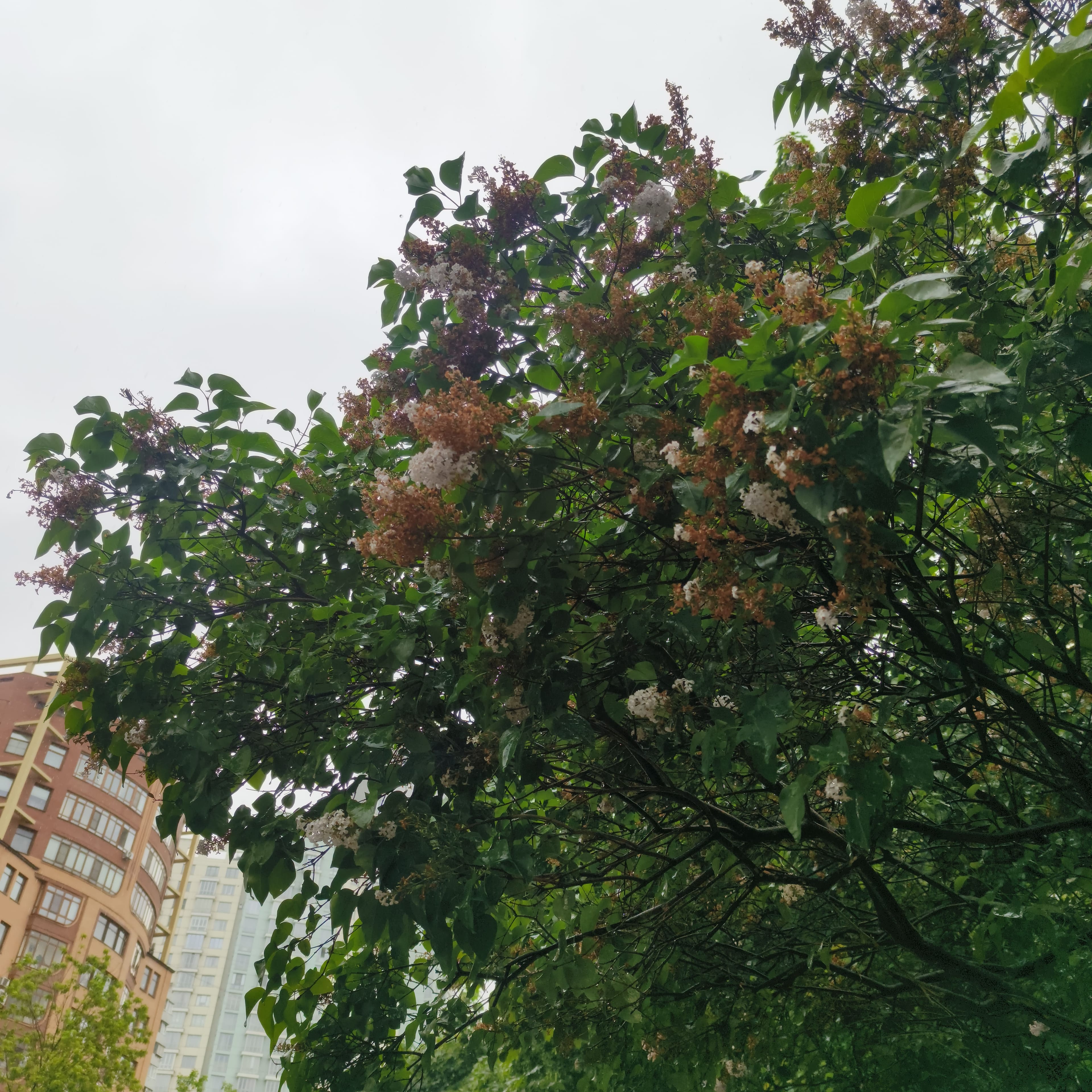 Photo from Moscow: flowering.