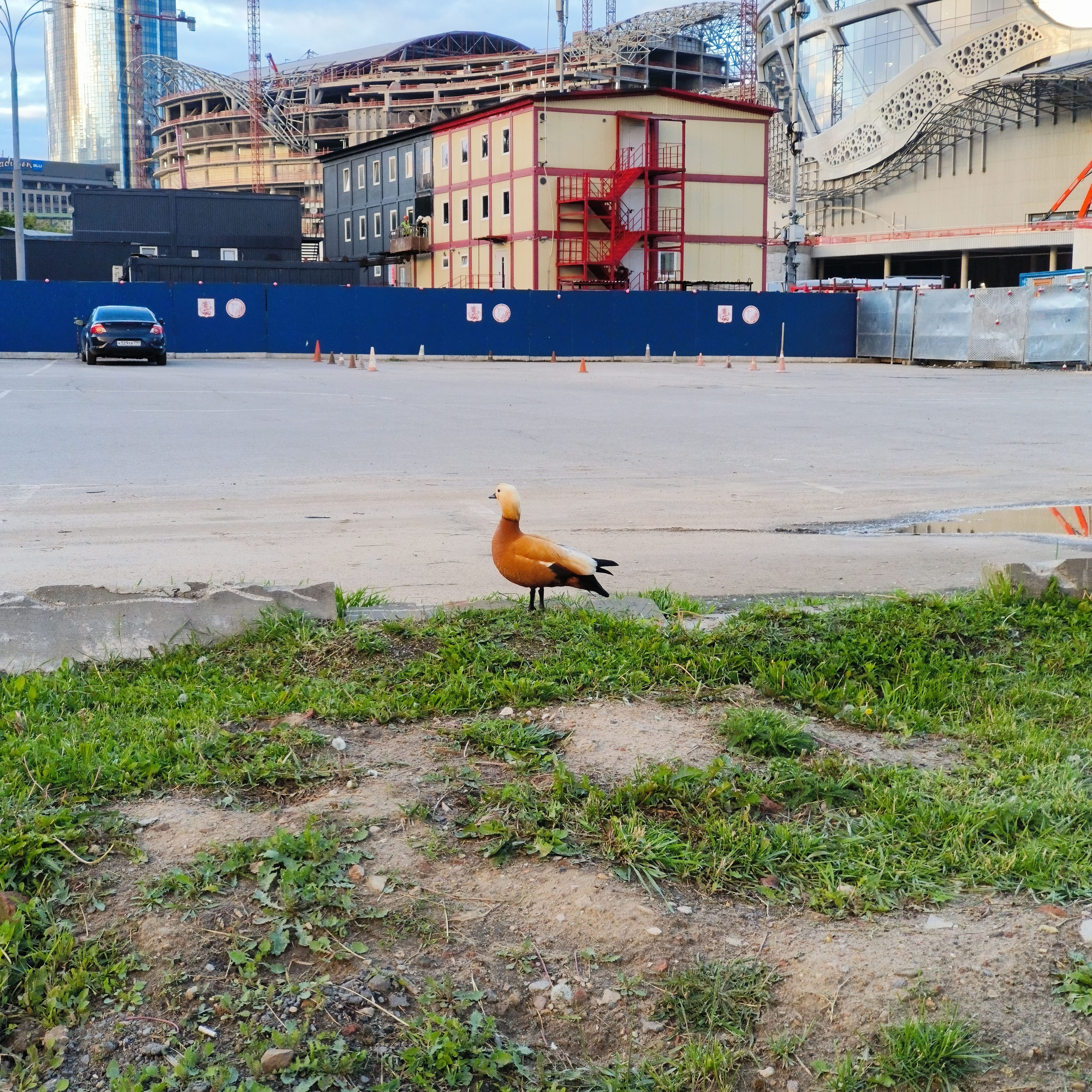 Photo from Moscow: orange duck.