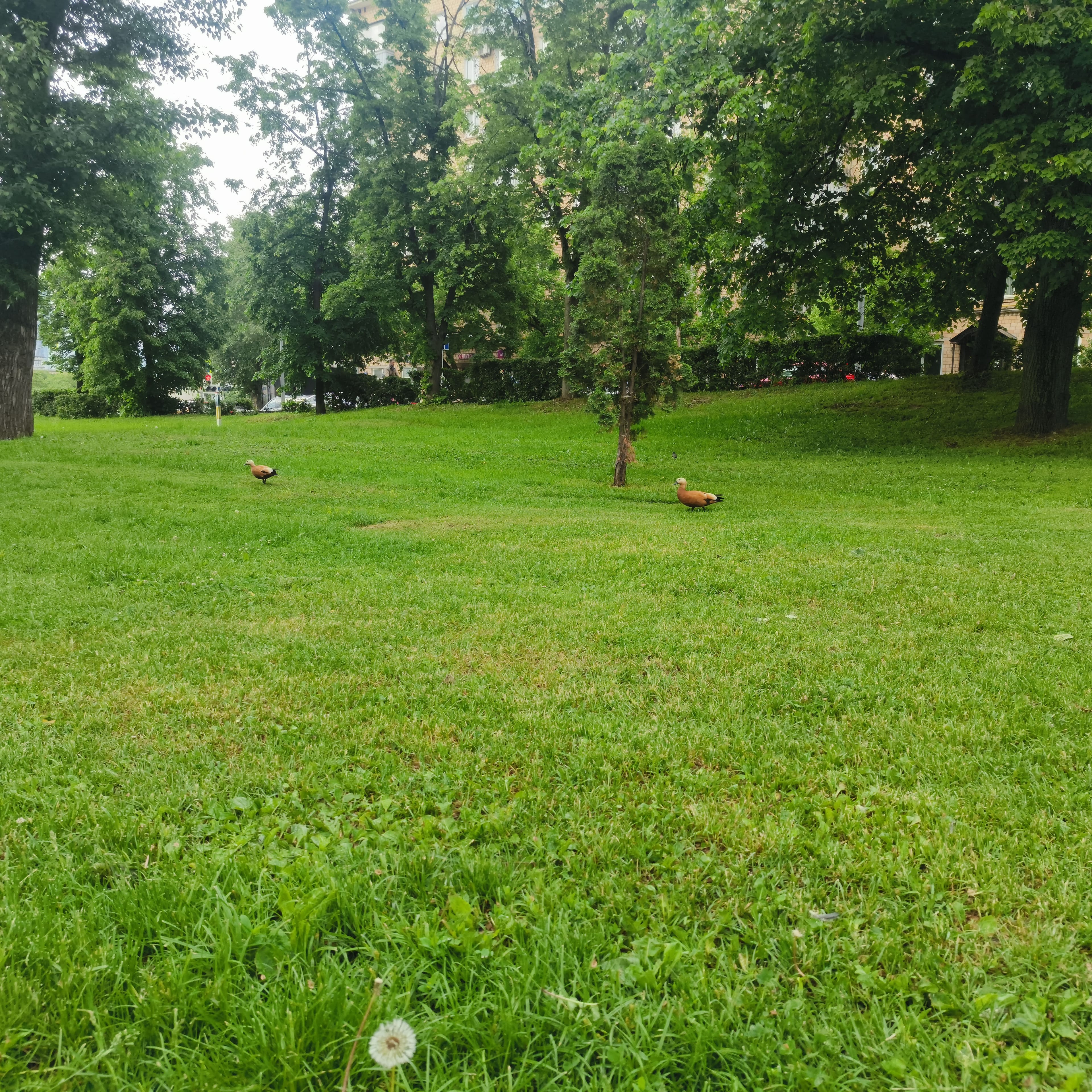 Photo from Moscow: park lawn 1.