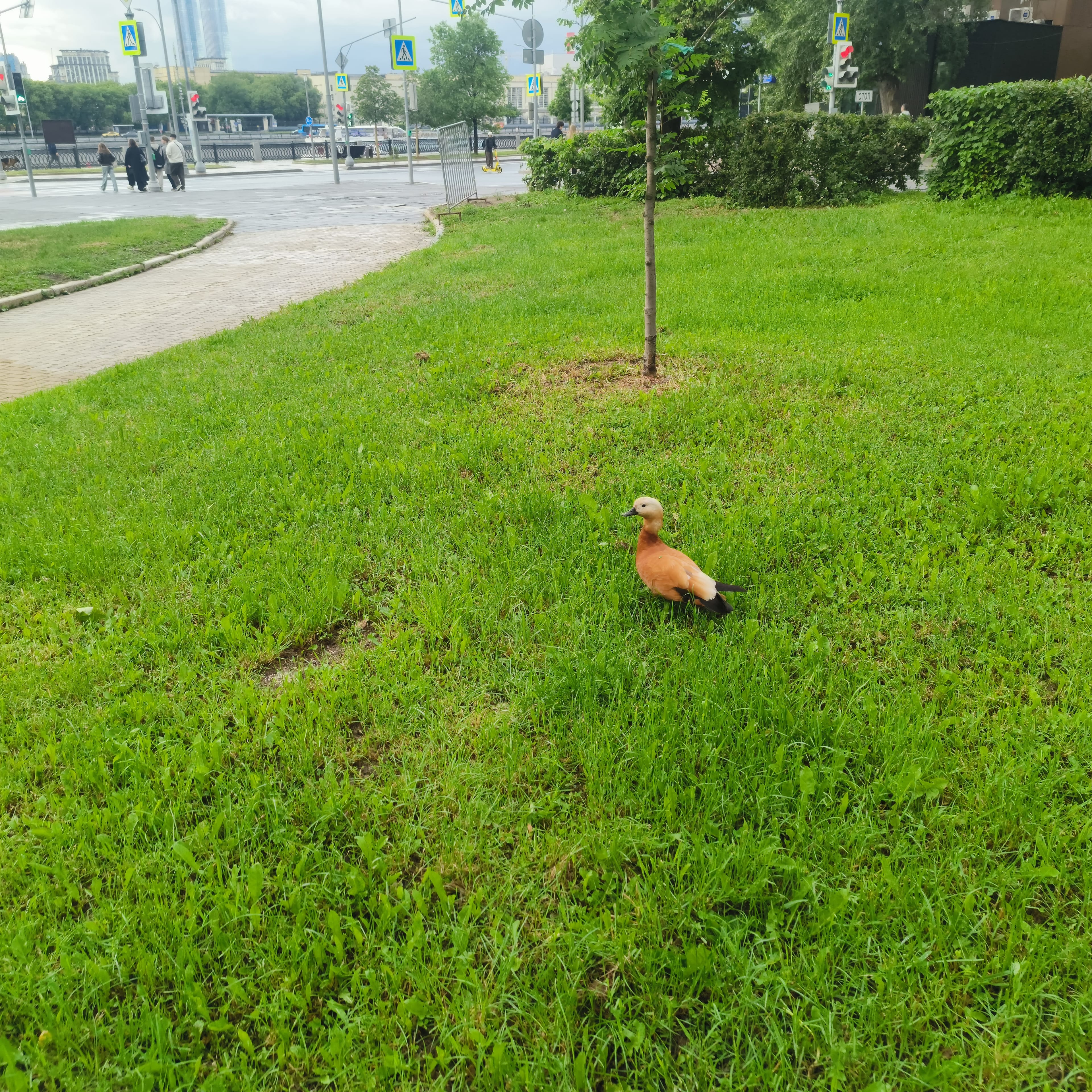 Photo from Moscow: park lawn 2.