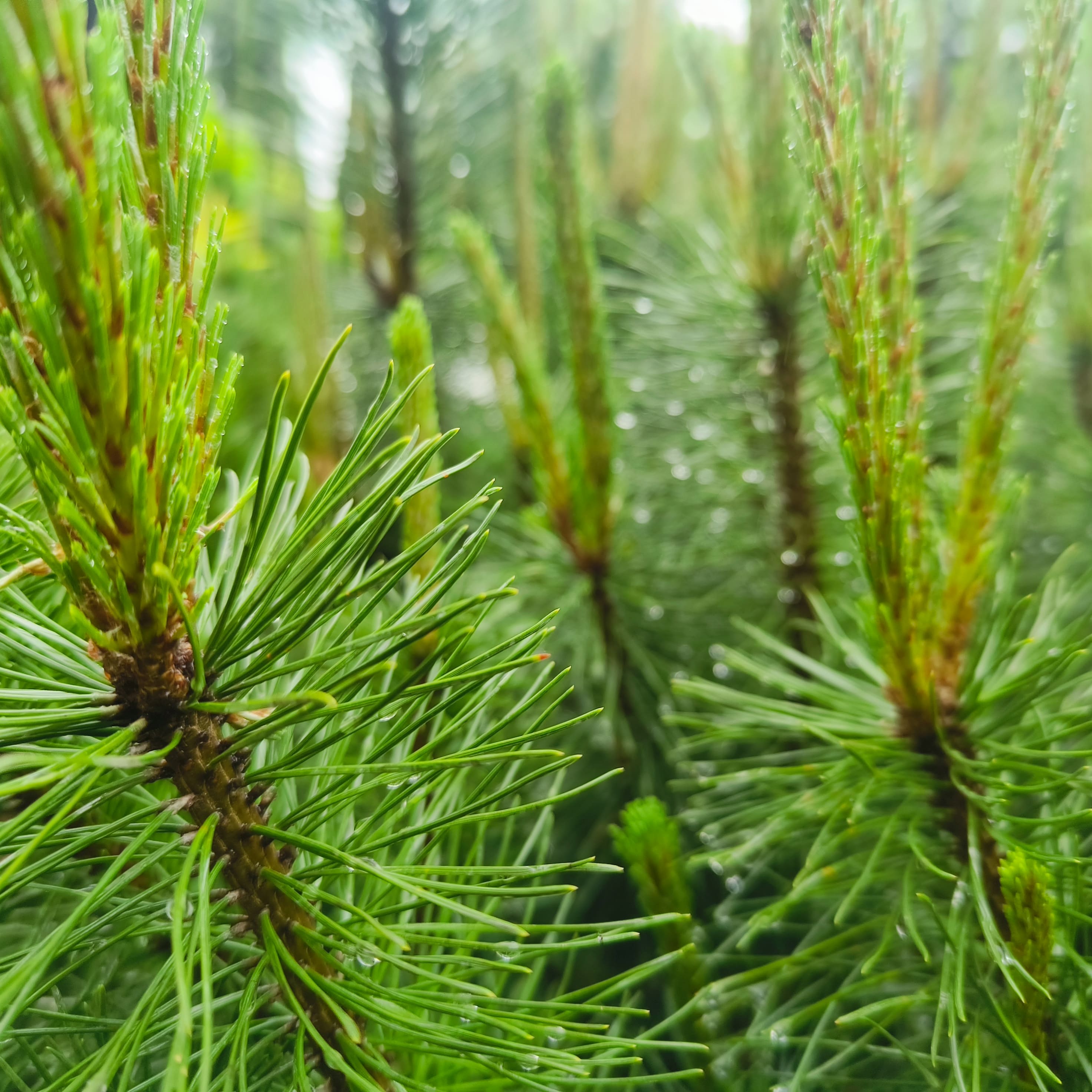 Photo from Moscow: pine needles.
