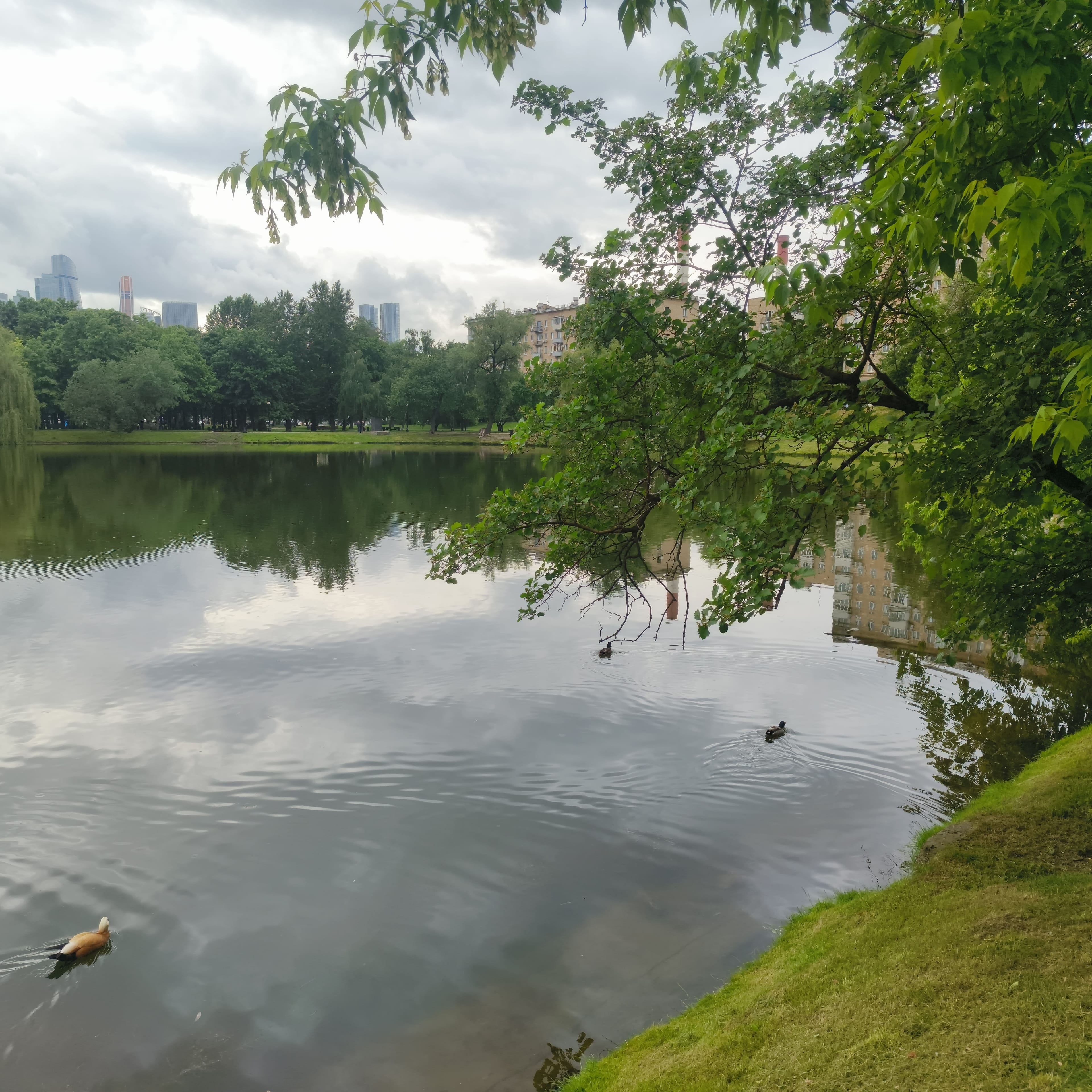 Photo from Moscow: pond ducks 2.