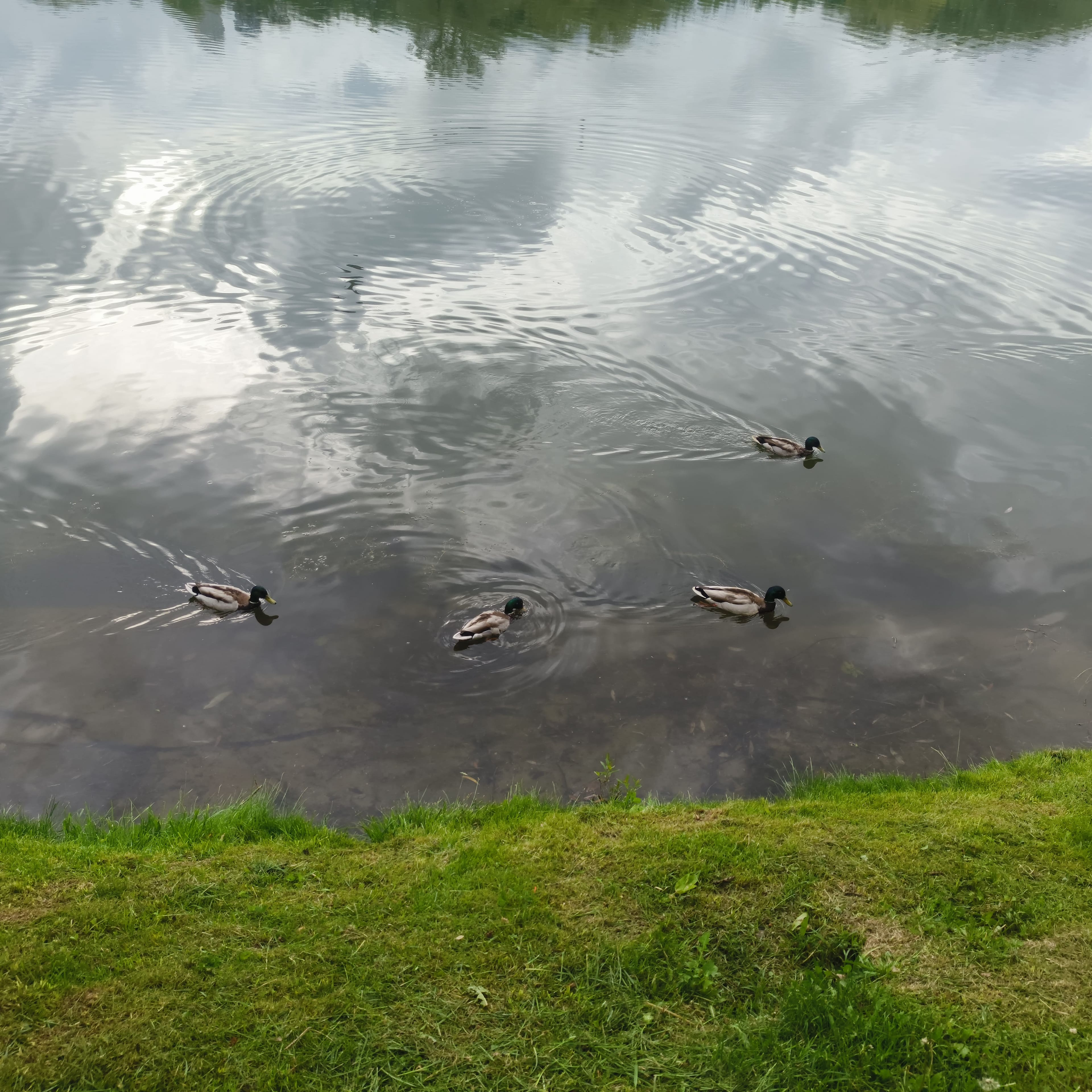 Photo from Moscow: pond ducks 3.