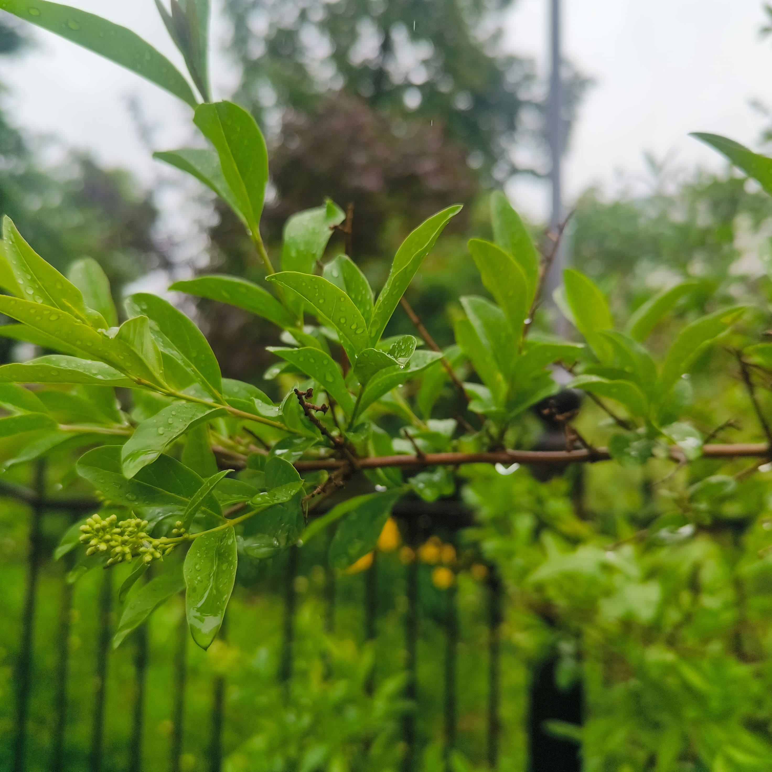 Photo from Moscow: raindrop branch.