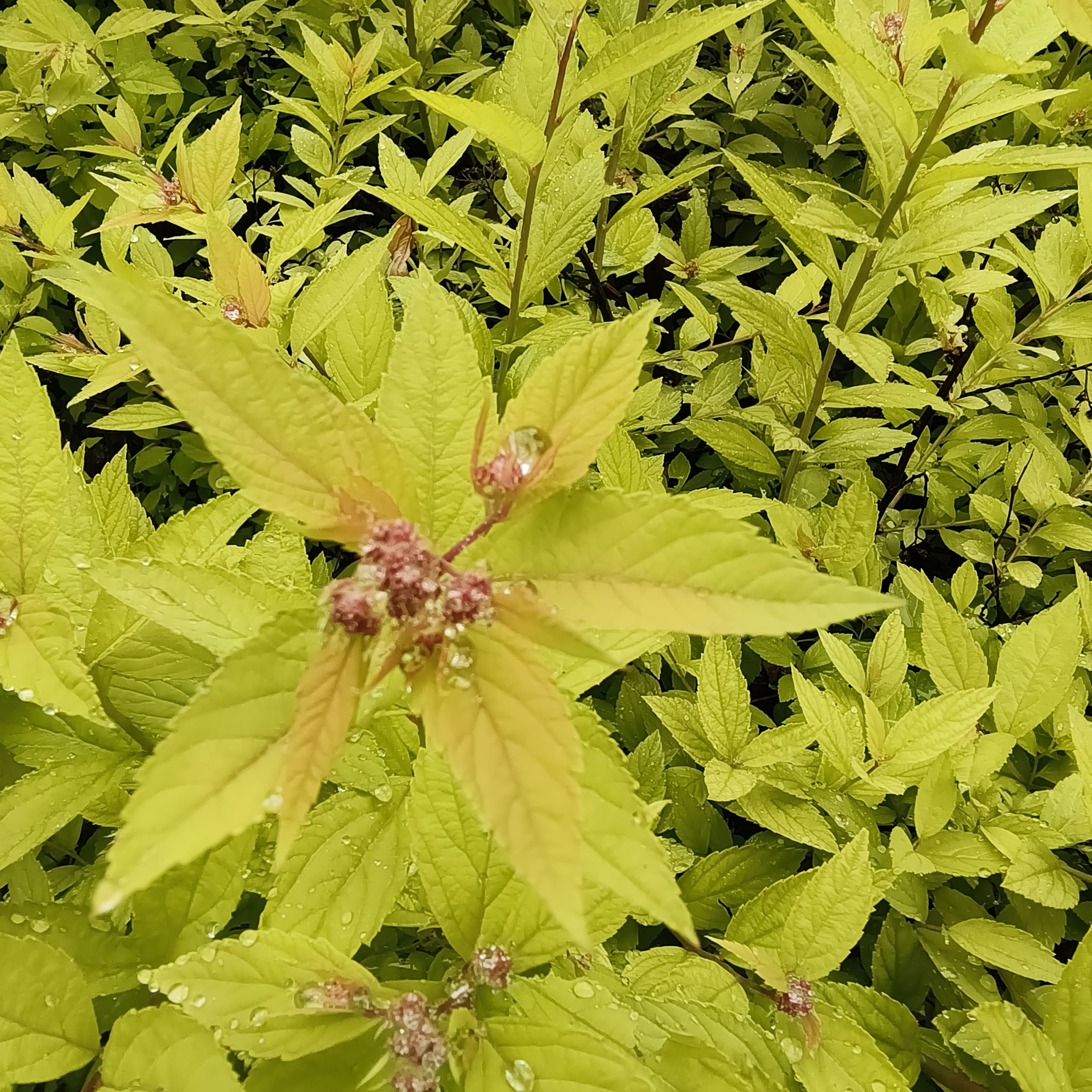 Photo from Moscow: spirea blossom.