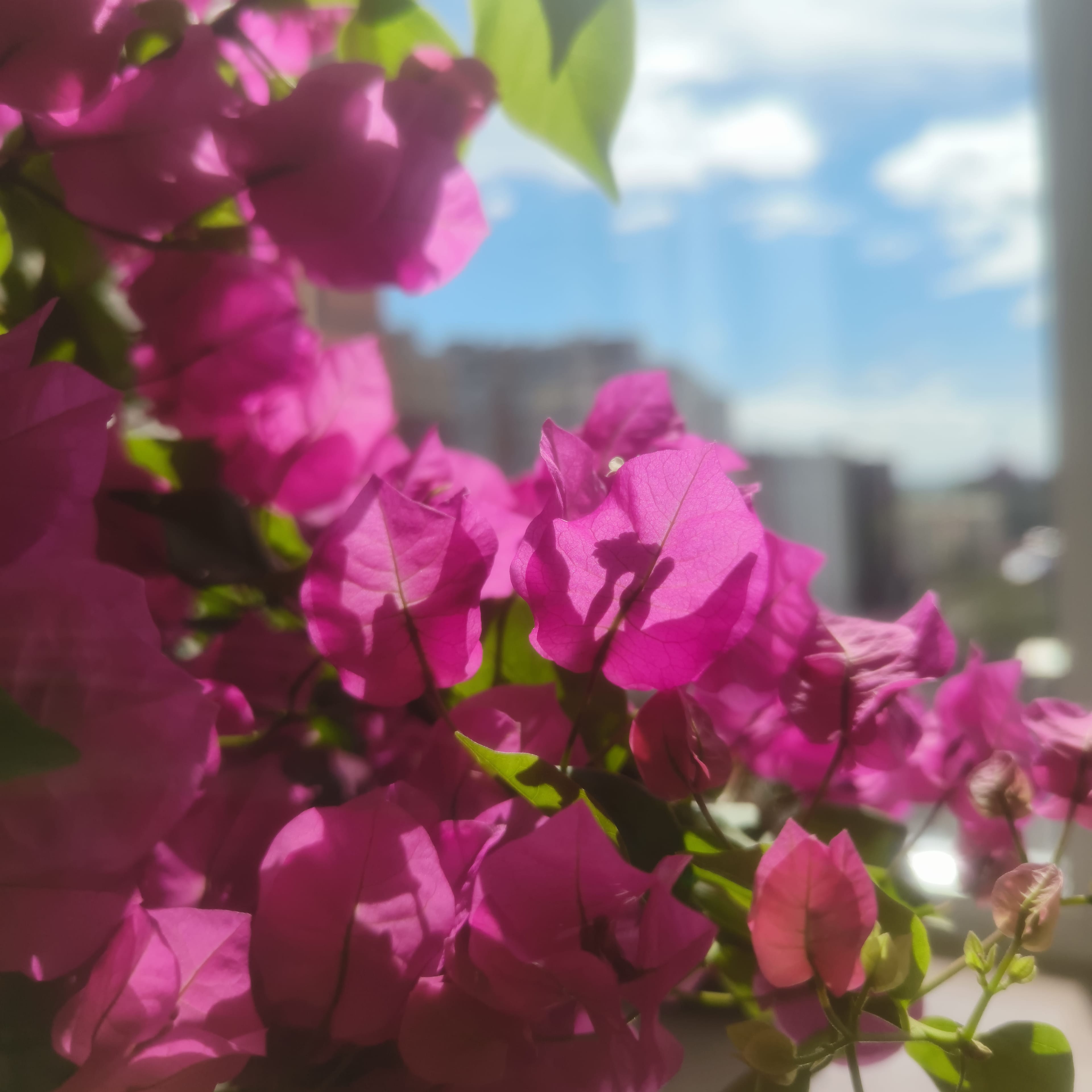 Photo from Surgut: bougainvillea 2.