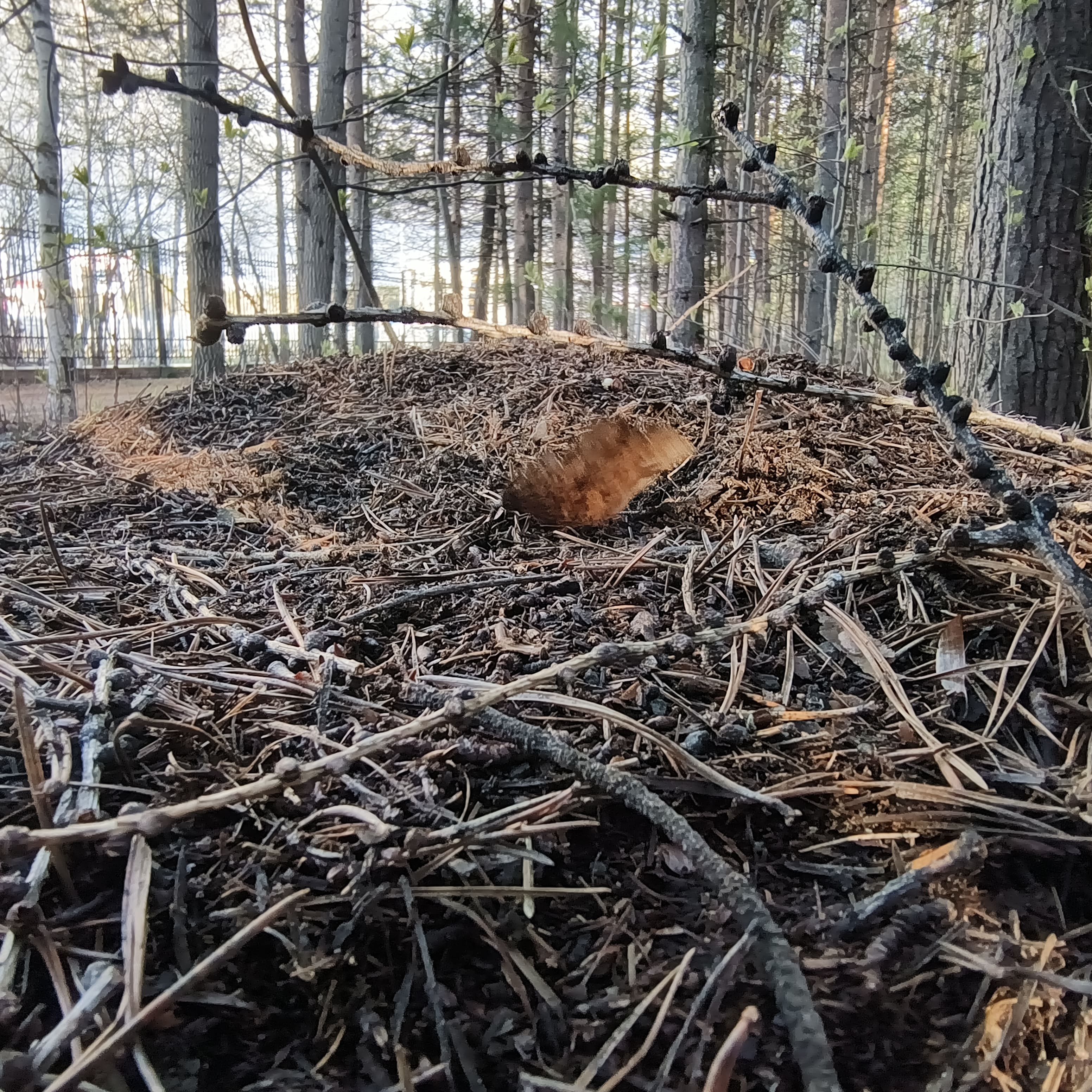 Photo from Surgut: anthill.