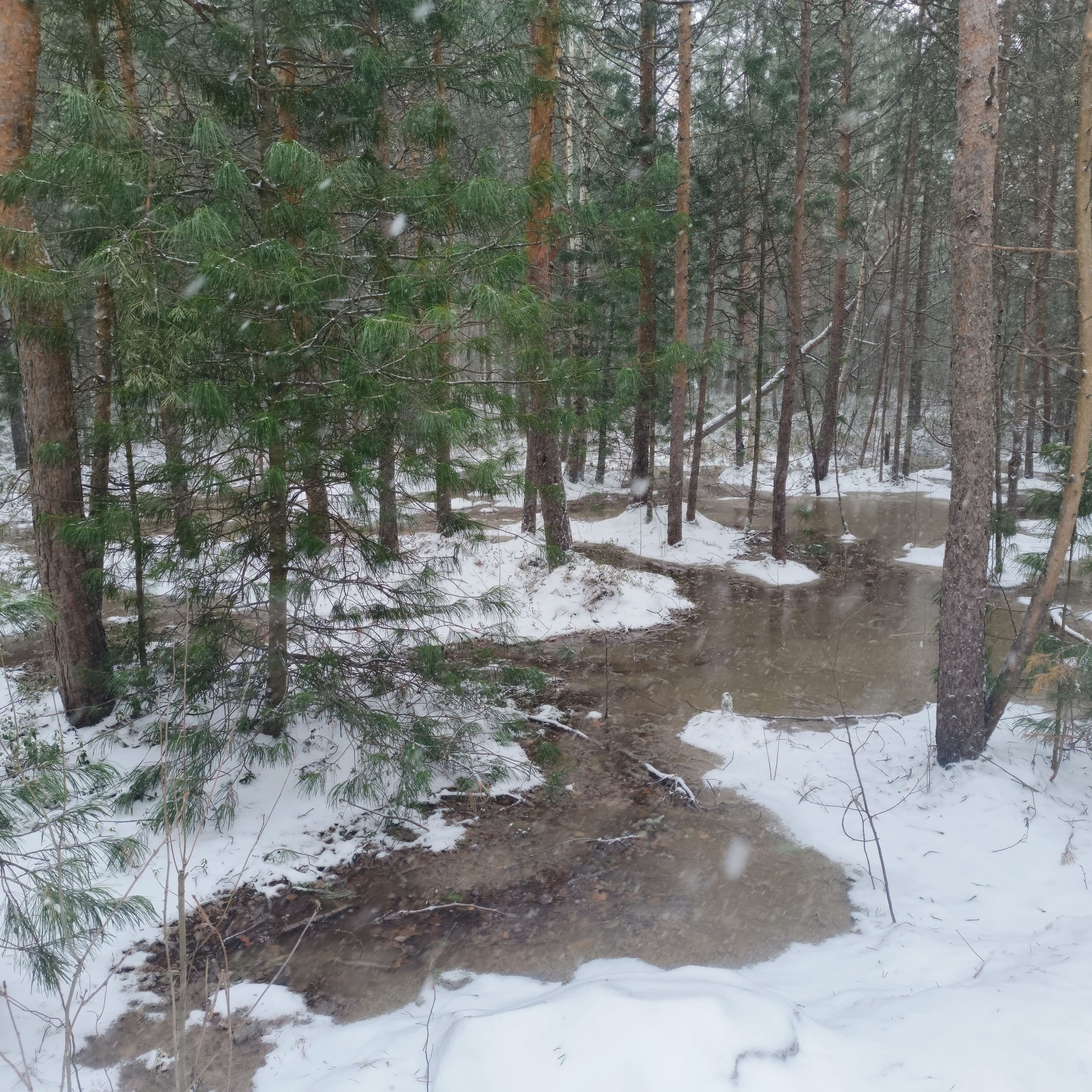 Photo from Surgut: creek snow 2.