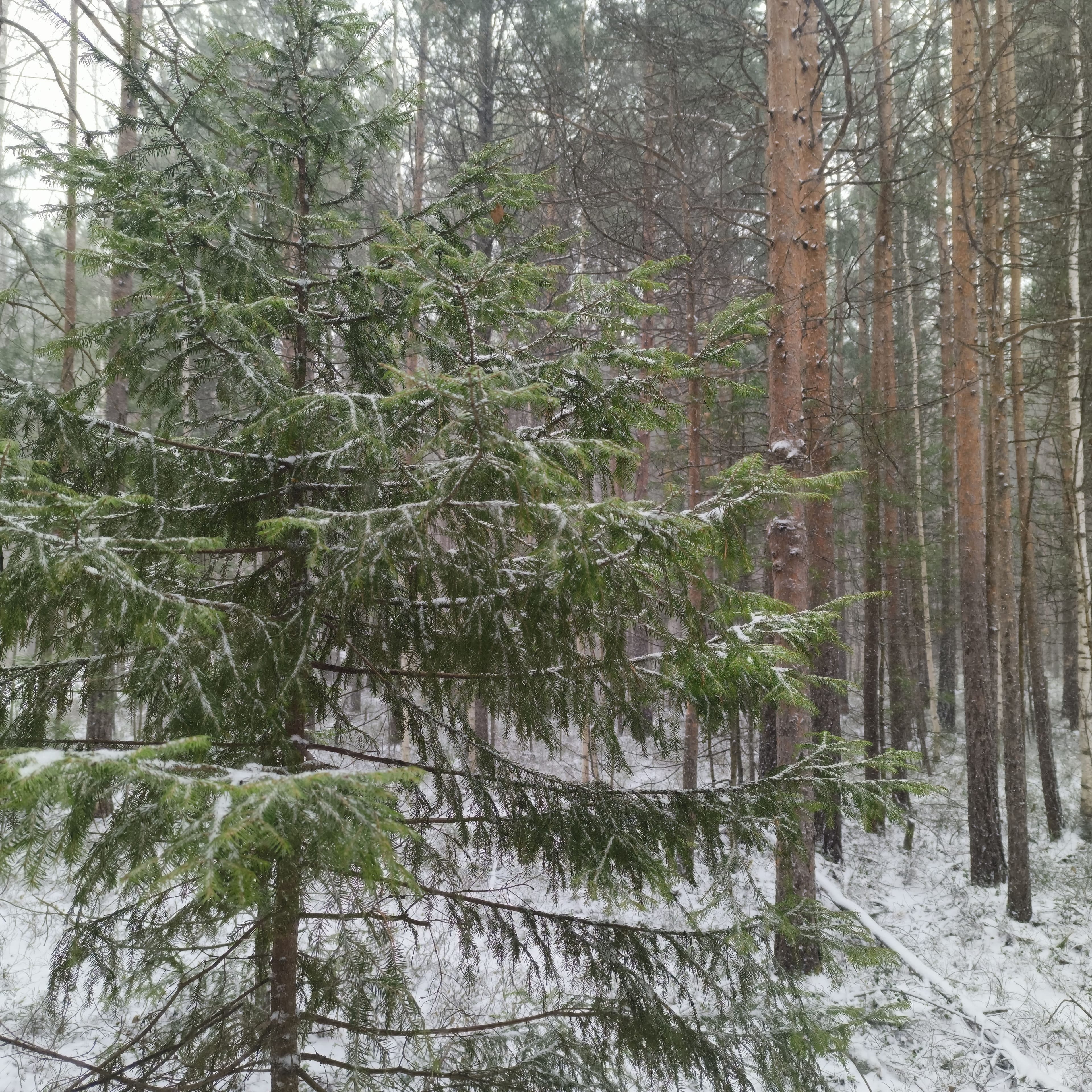 Photo from Surgut: creek snow 3.