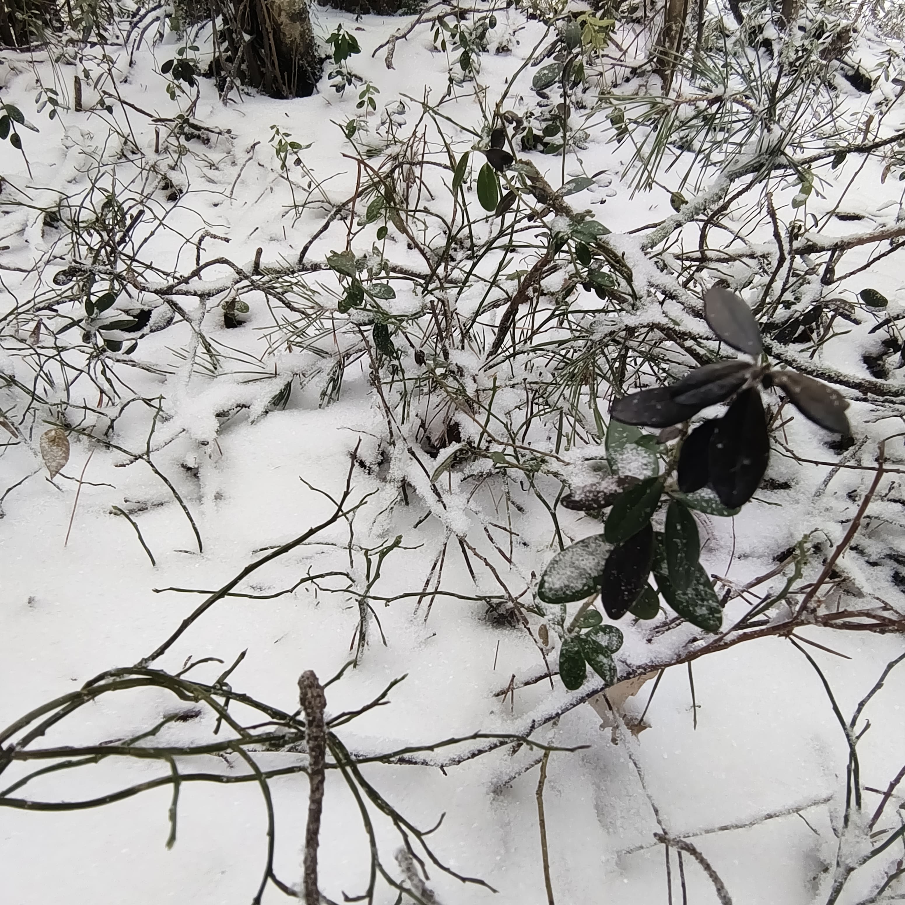 Photo from Surgut: creek snow 4.