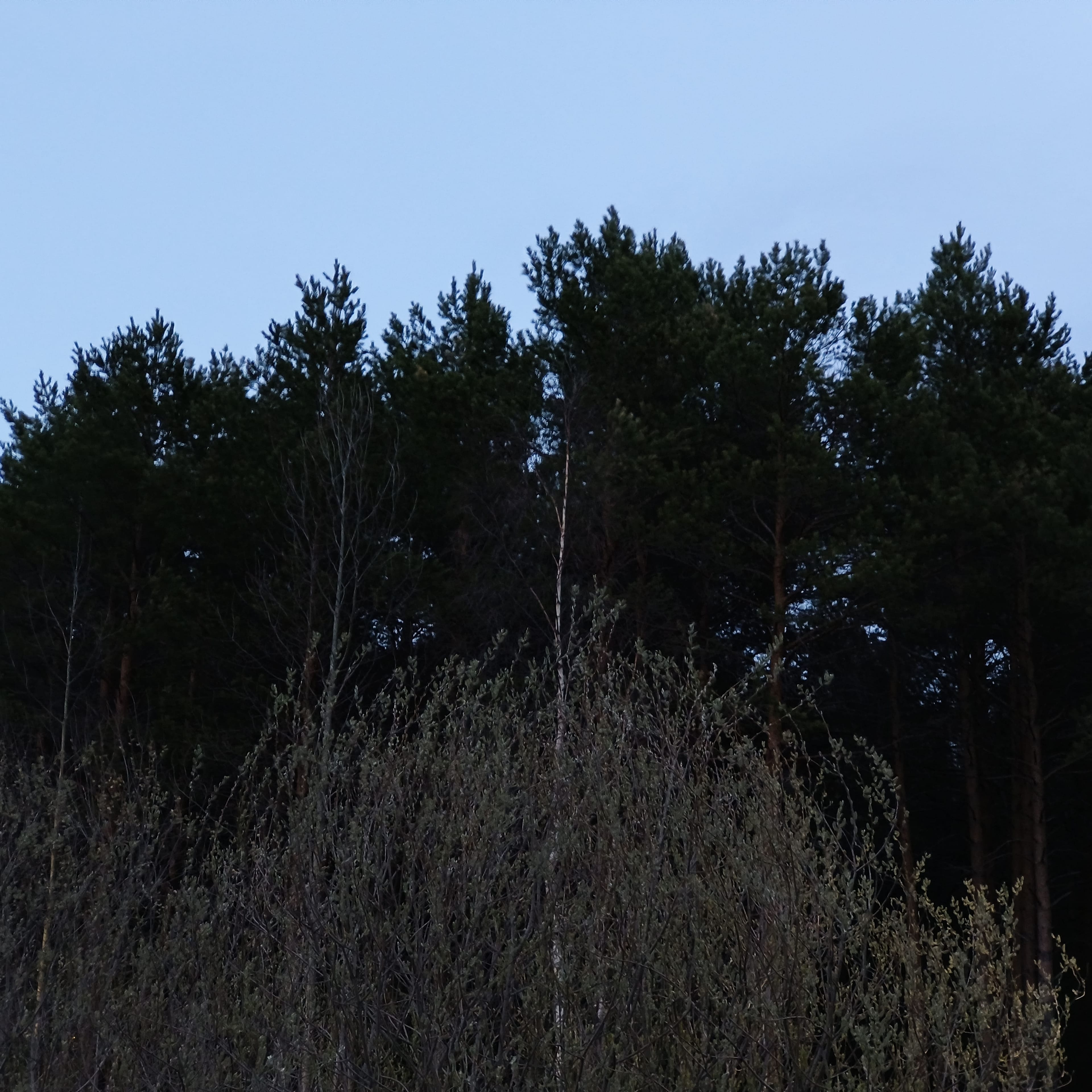 Photo from Surgut: dark tree.