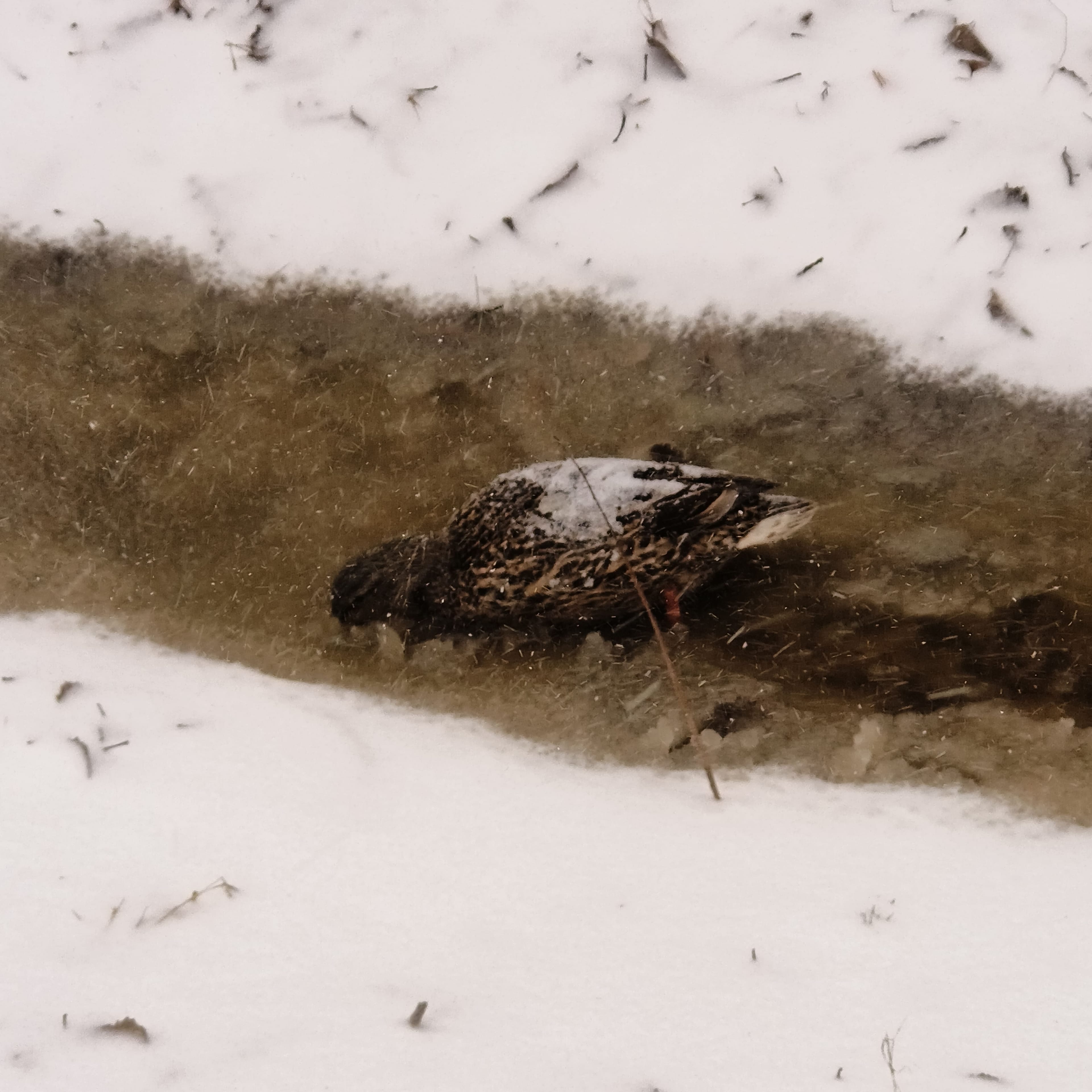 Photo from Surgut: duck.