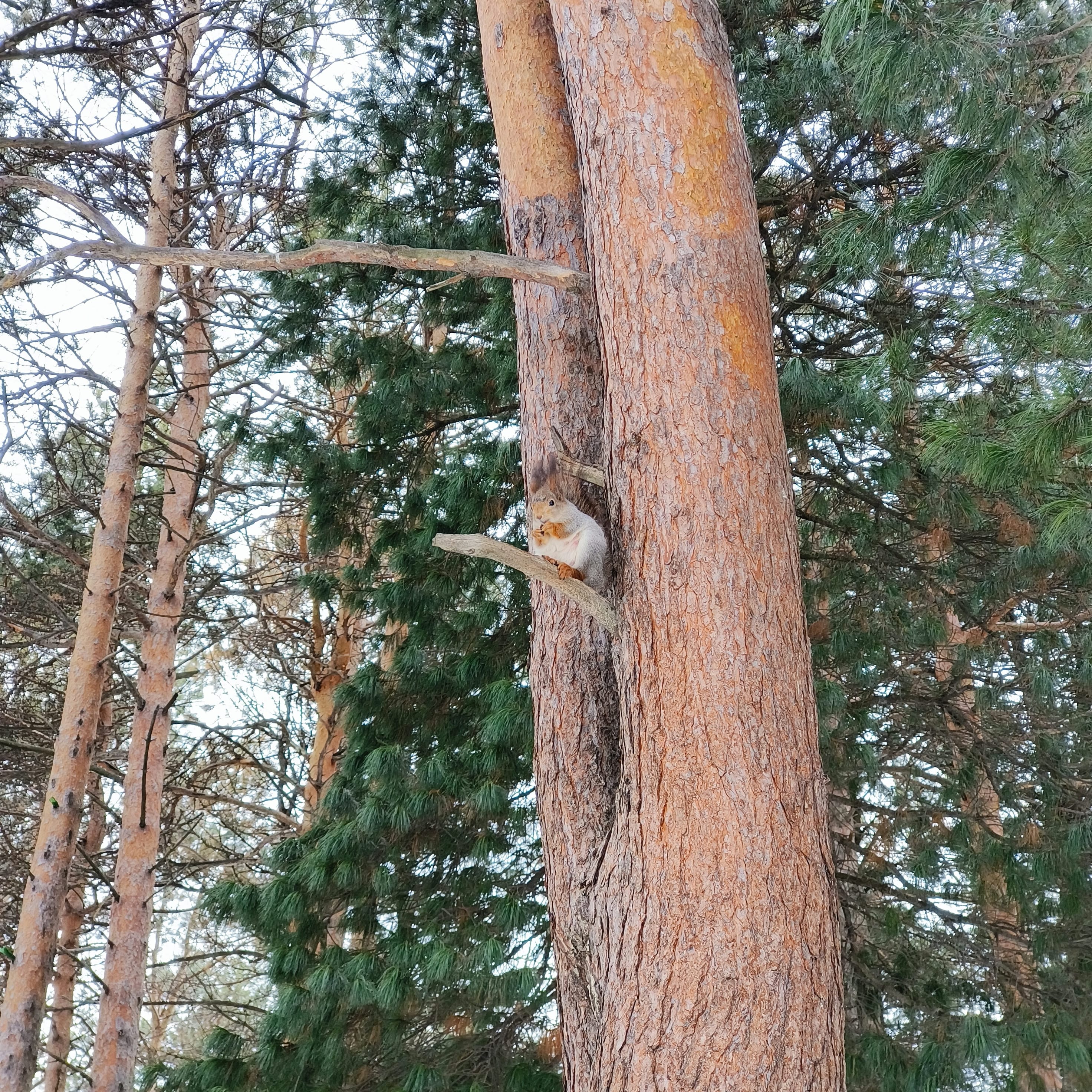 Photo from Surgut: pine squirrel.