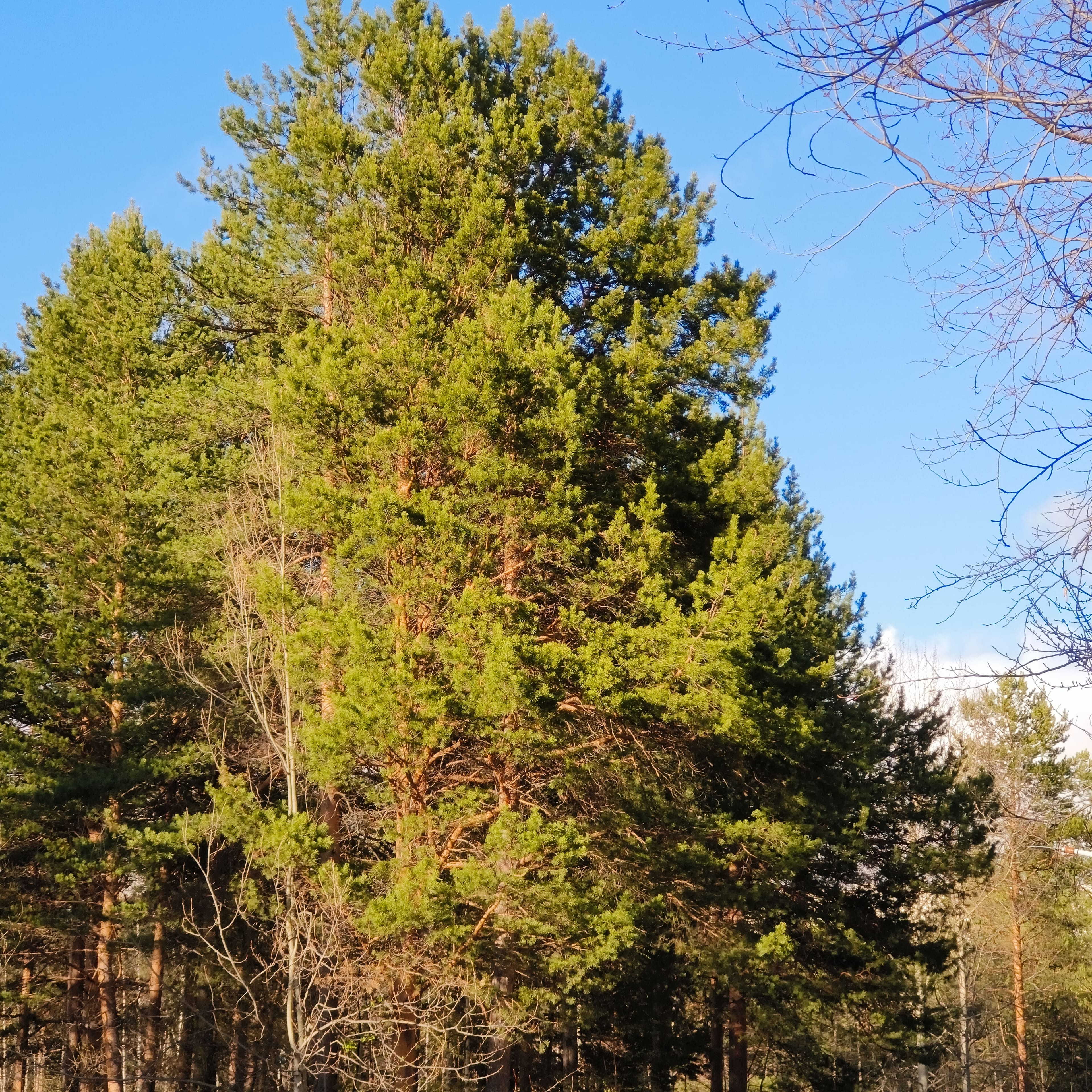 Photo from Surgut: sunlit pine.