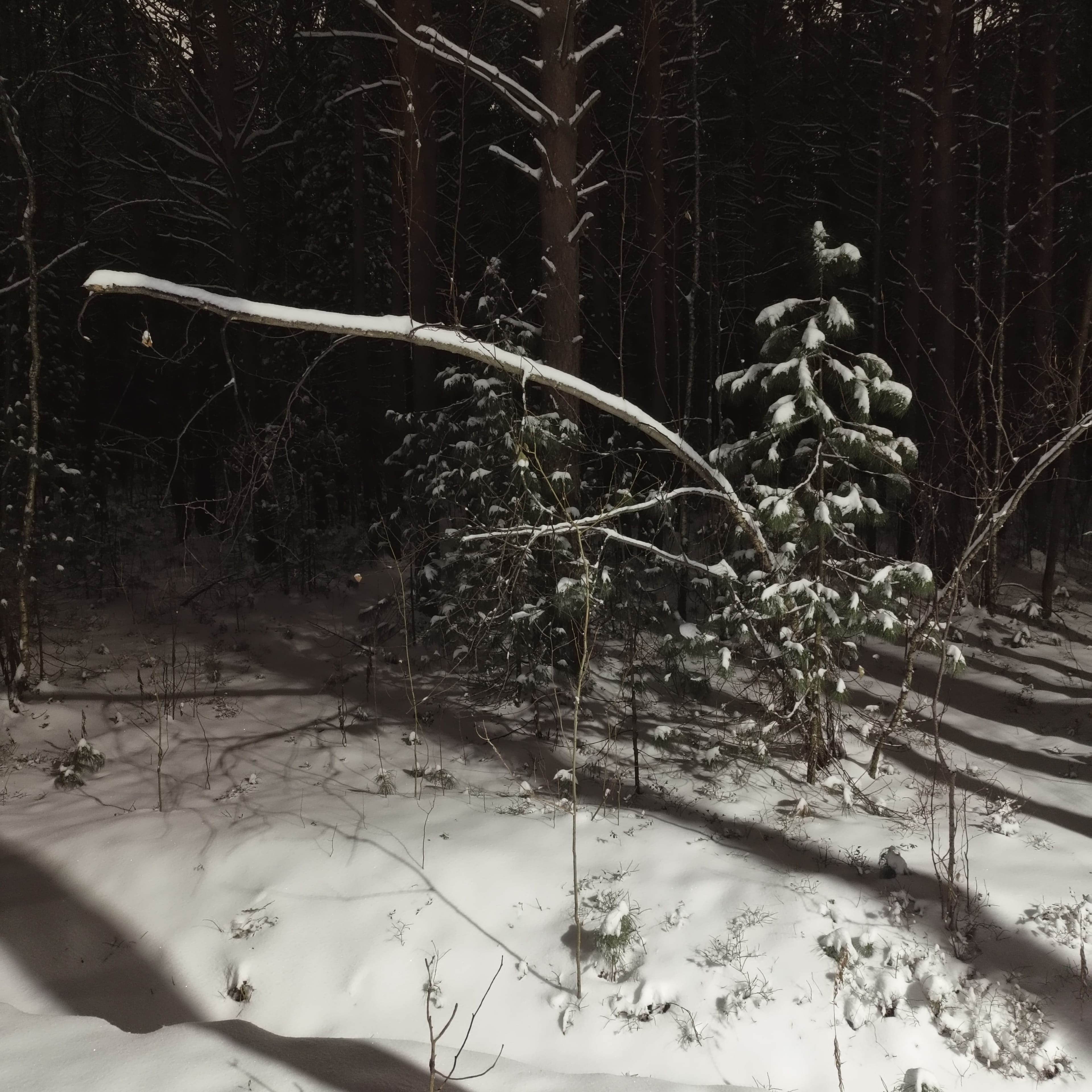 snowy-park-3.jpg