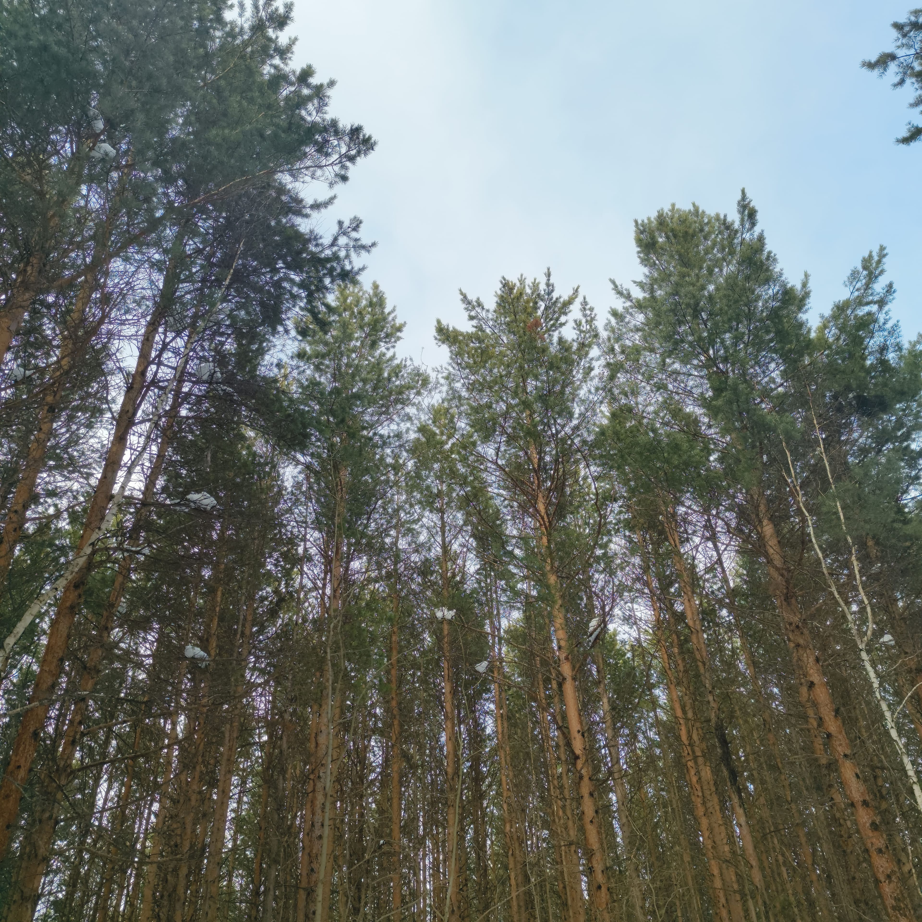 Photo from Surgut: spring 1.