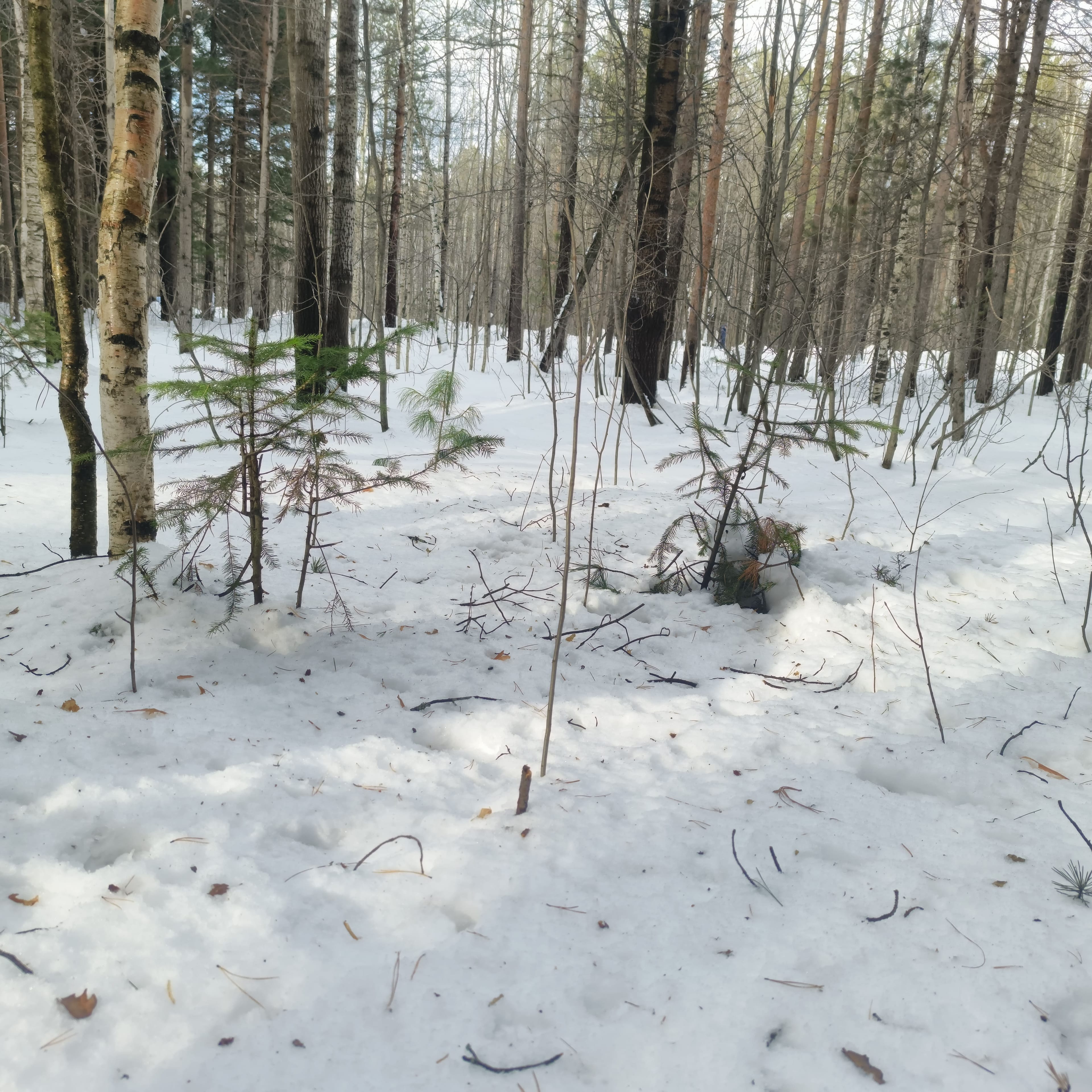 Photo from Surgut: spring 2.