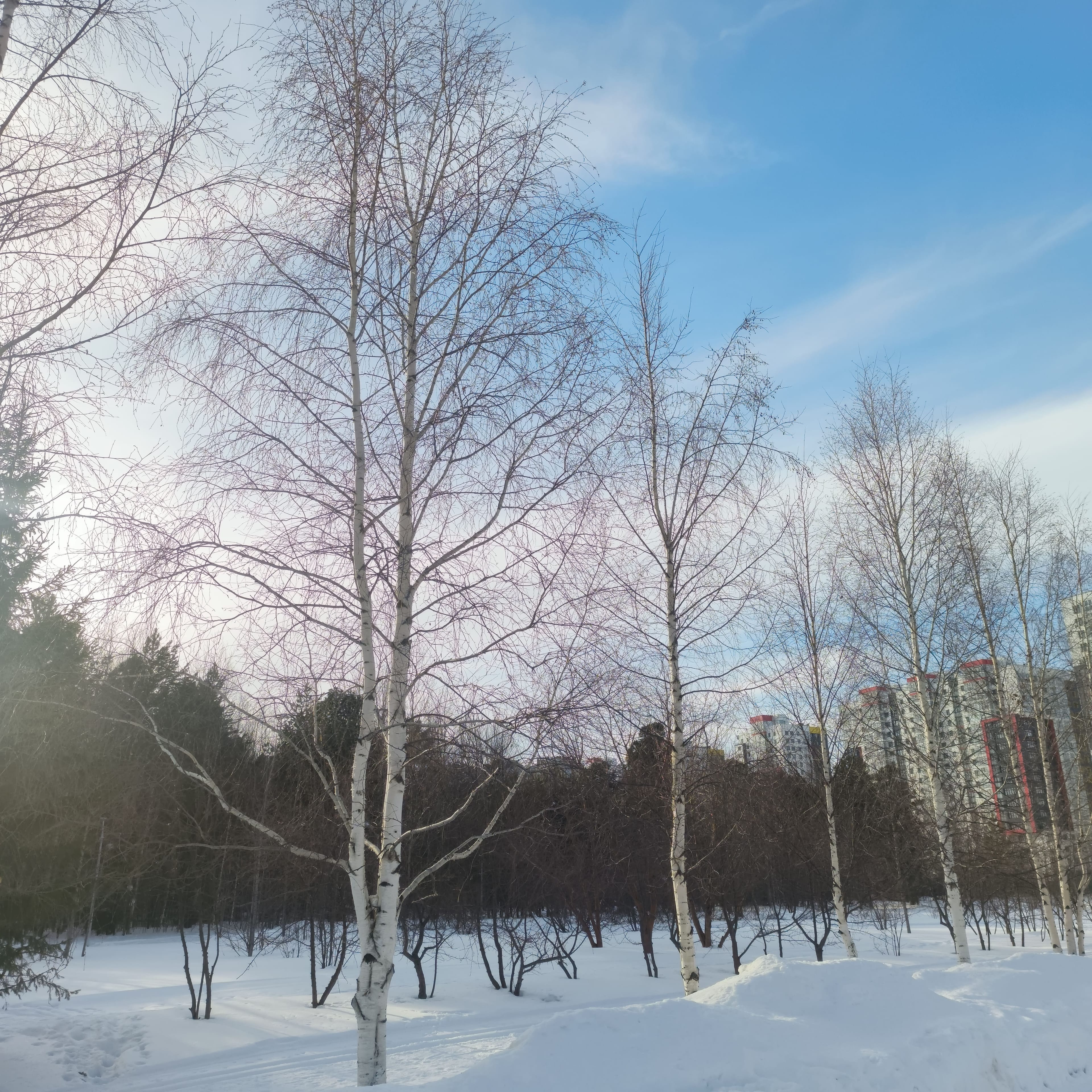 Photo from Surgut: spring 4.