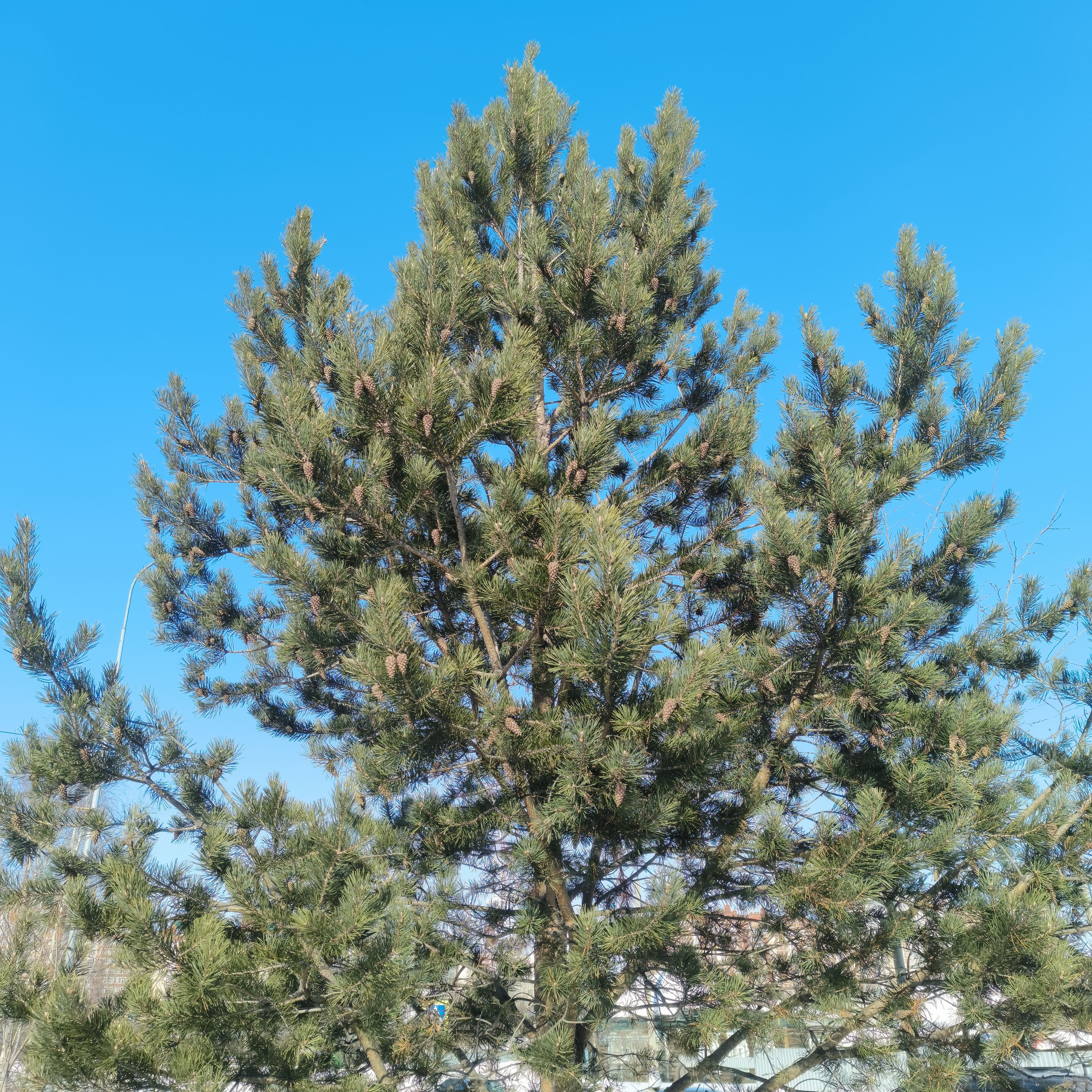 Photo from Surgut: spring 5.