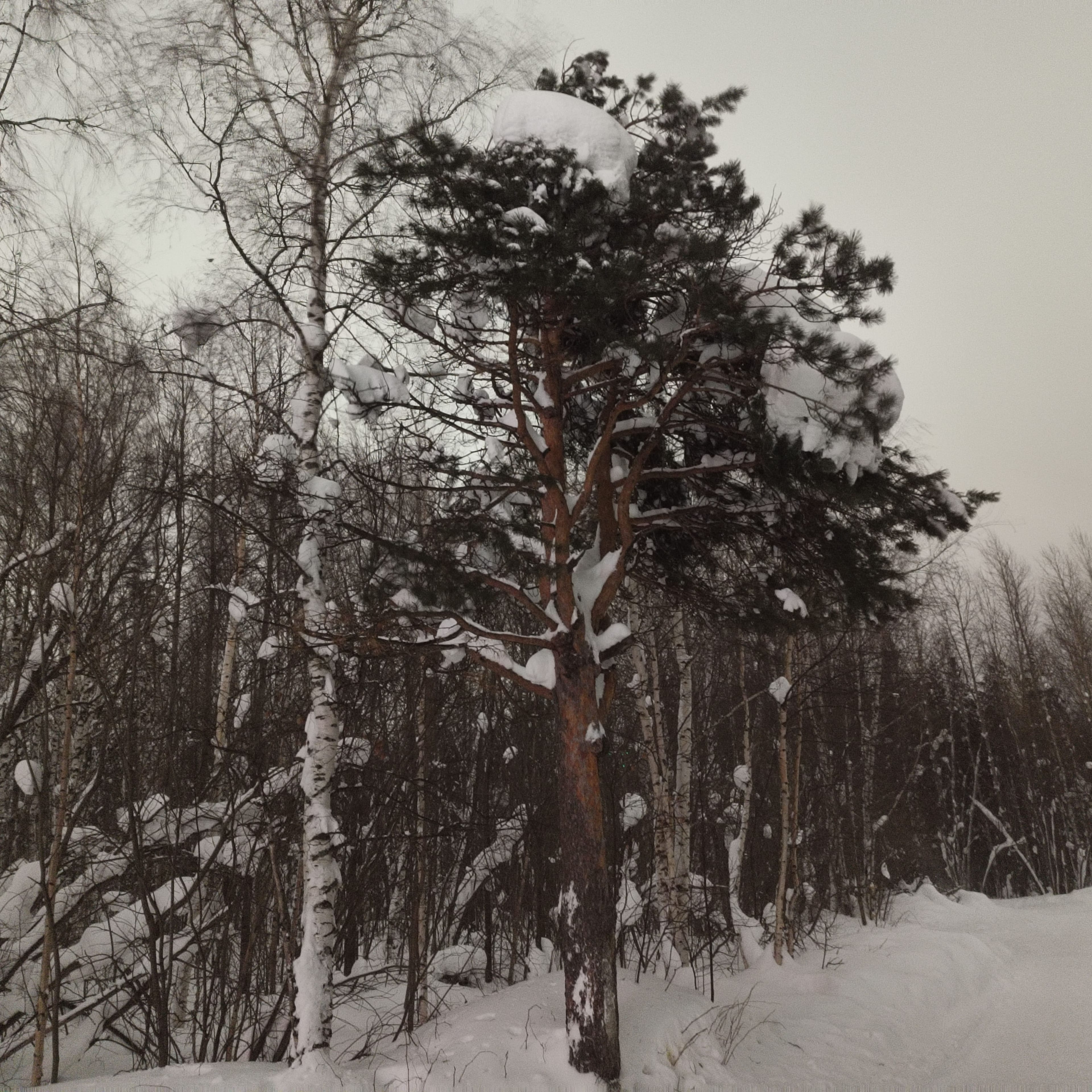 Photo from Surgut: windy 3.