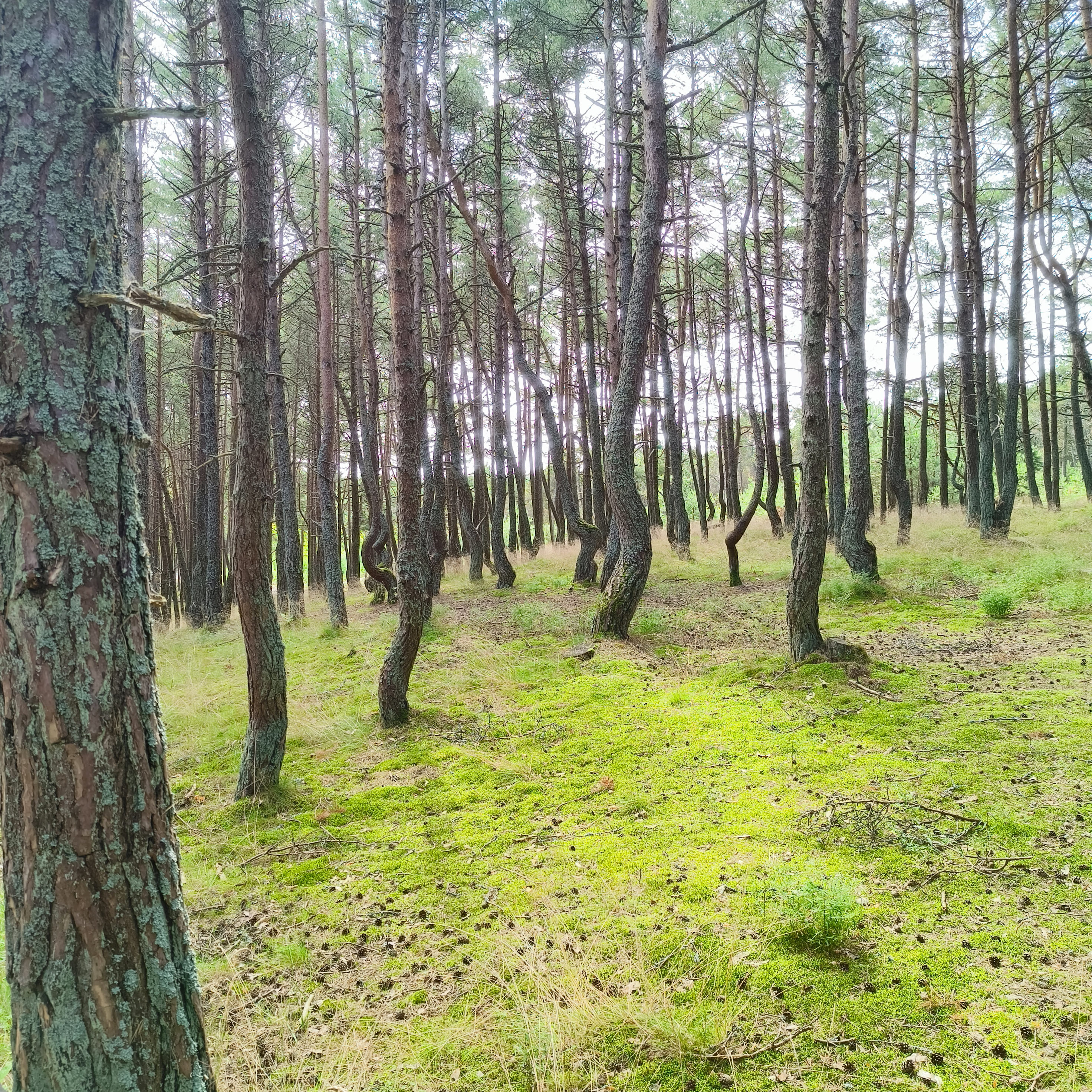 dancing_forest-2.jpg