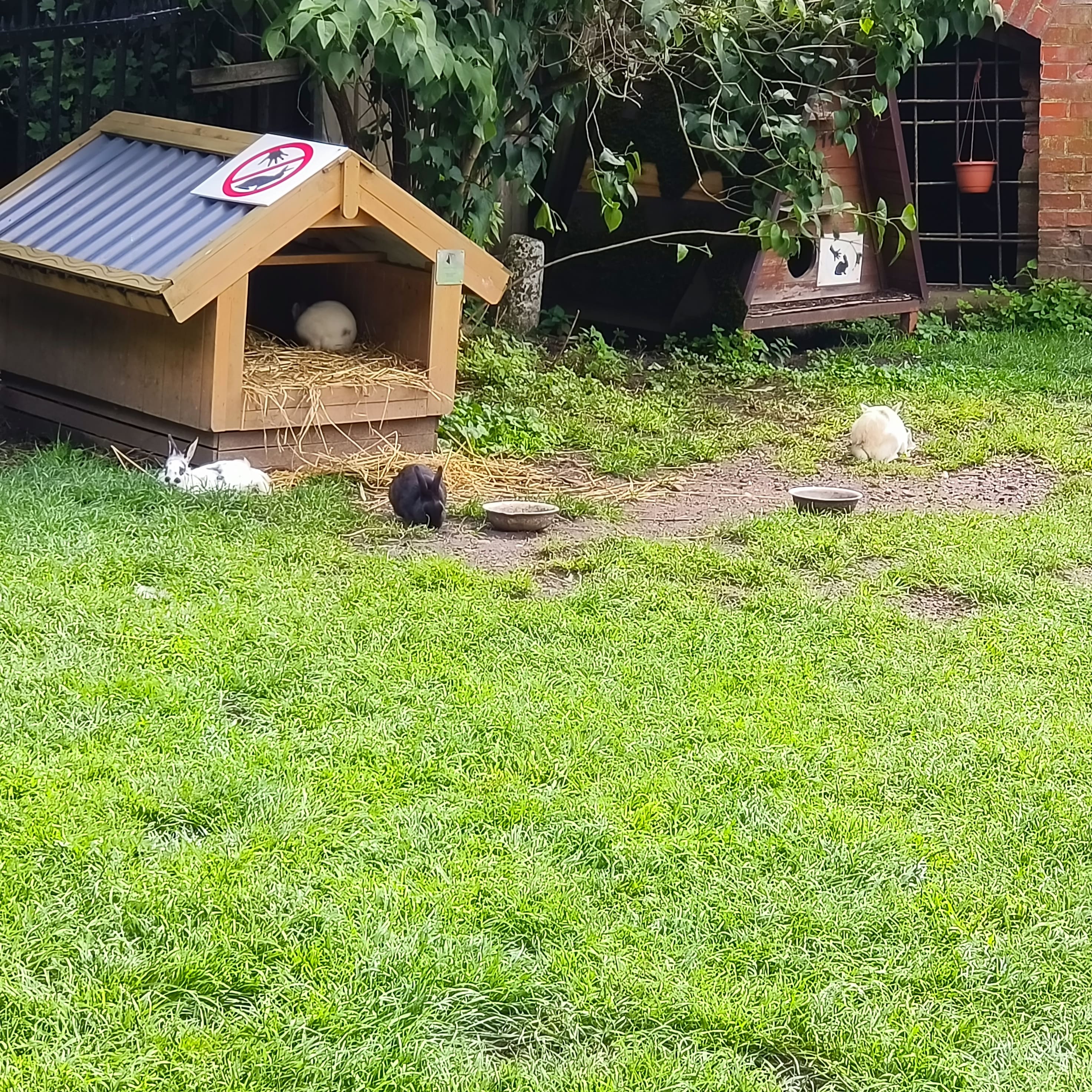 rabbits-3.jpg