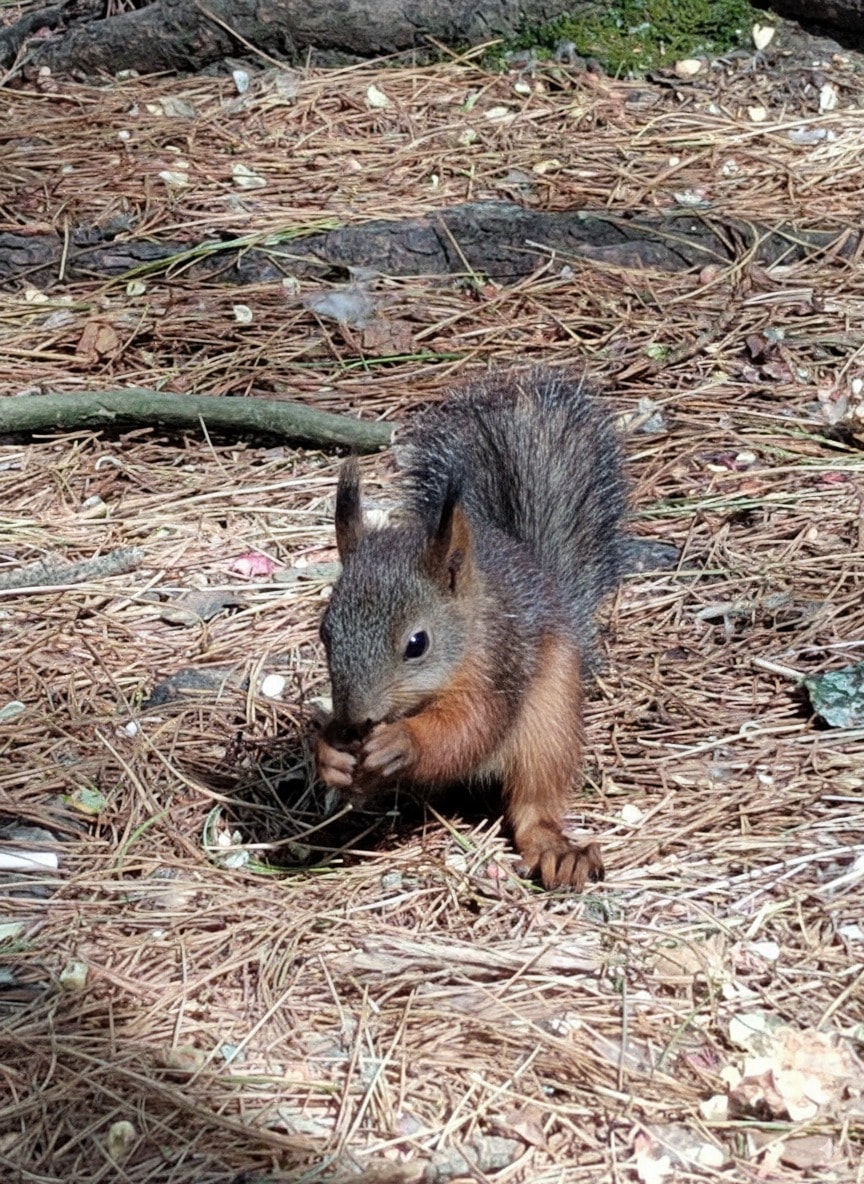 squirrel.jpeg